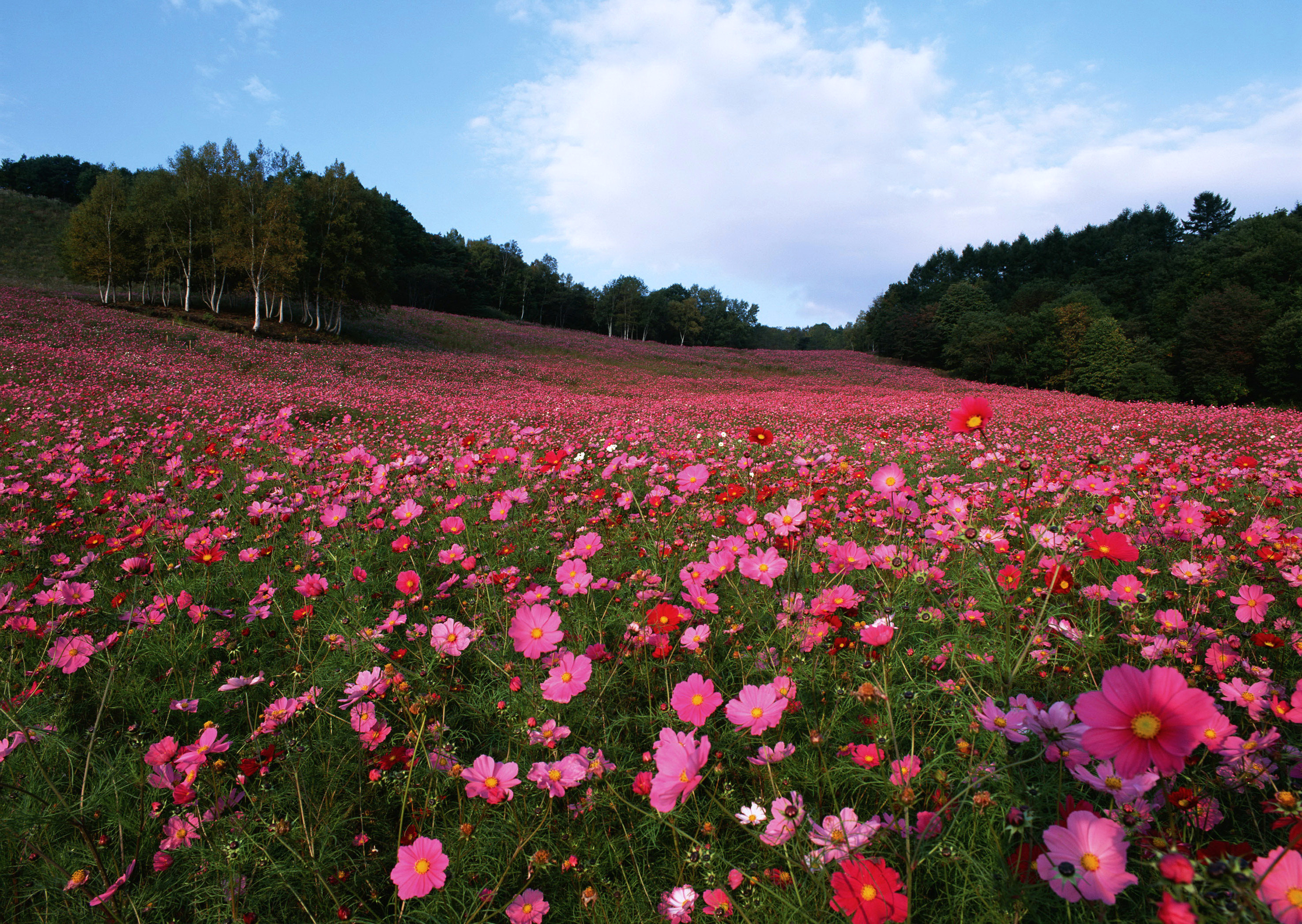 Free download wallpaper Flowers, Flower, Earth, Field, Cosmos, Red Flower, Pink Flower on your PC desktop