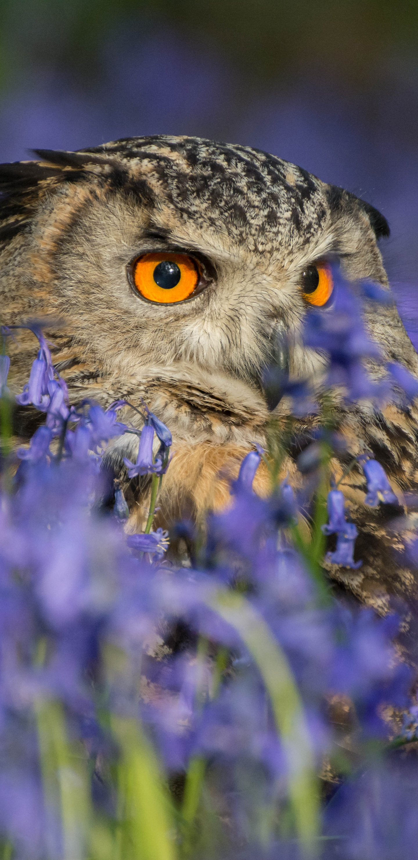 Free download wallpaper Nature, Birds, Owl, Flower, Bird, Animal on your PC desktop