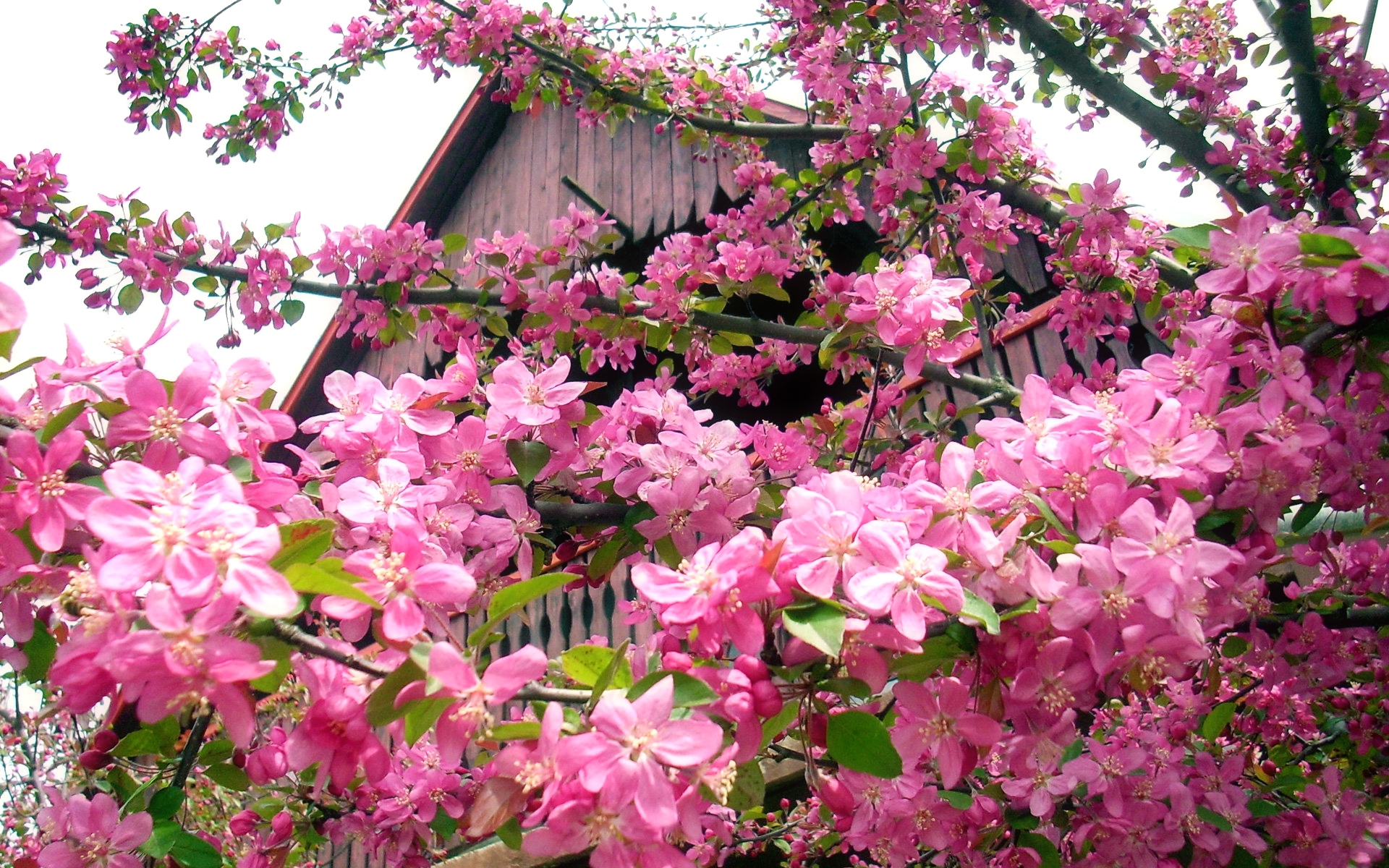 Baixar papel de parede para celular de Flores, Flor Rosa, Árvore, Floração, Ramo, Primavera, Terra/natureza gratuito.