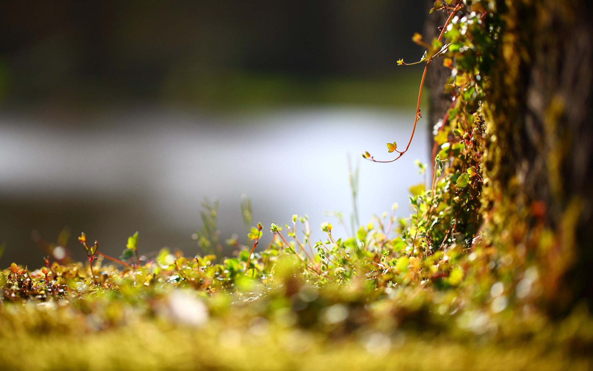 Baixar papel de parede para celular de Planta, Terra/natureza gratuito.