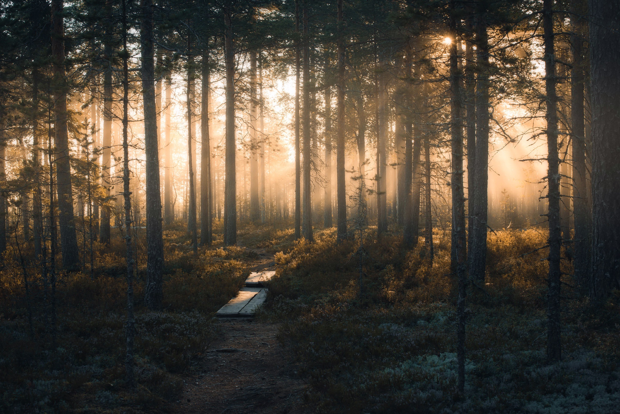 Download mobile wallpaper Nature, Forest, Fog, Path, Man Made for free.