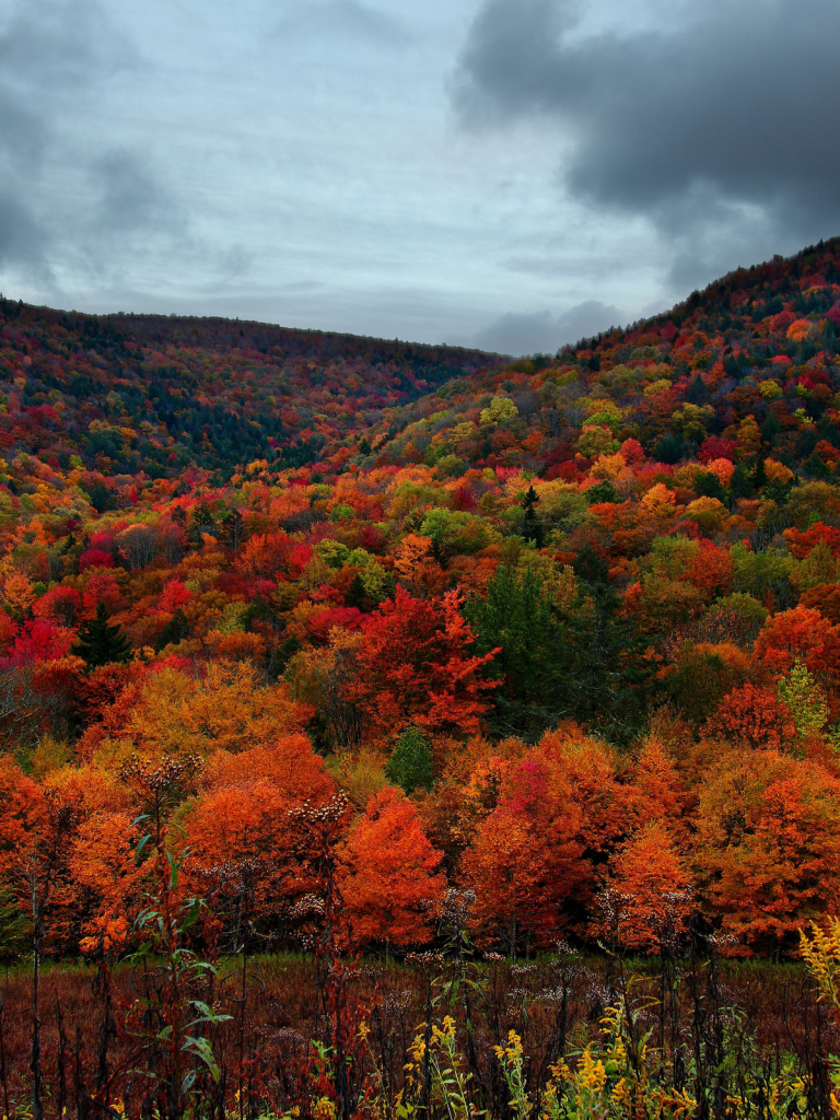 Handy-Wallpaper Herbst, Wald, Erde/natur kostenlos herunterladen.