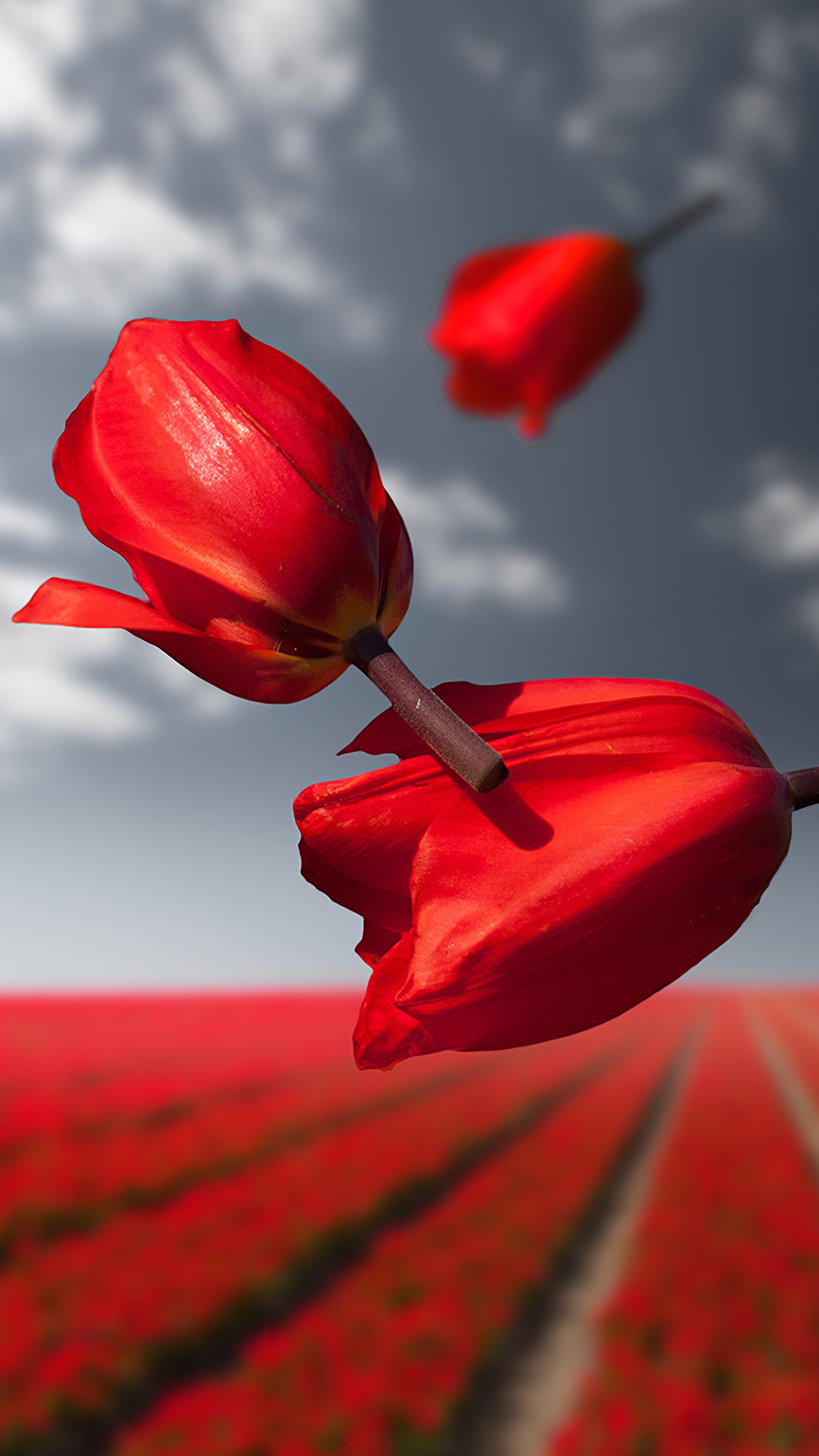 Descarga gratis la imagen Tulipán, Flores, Flor, Tierra/naturaleza en el escritorio de tu PC