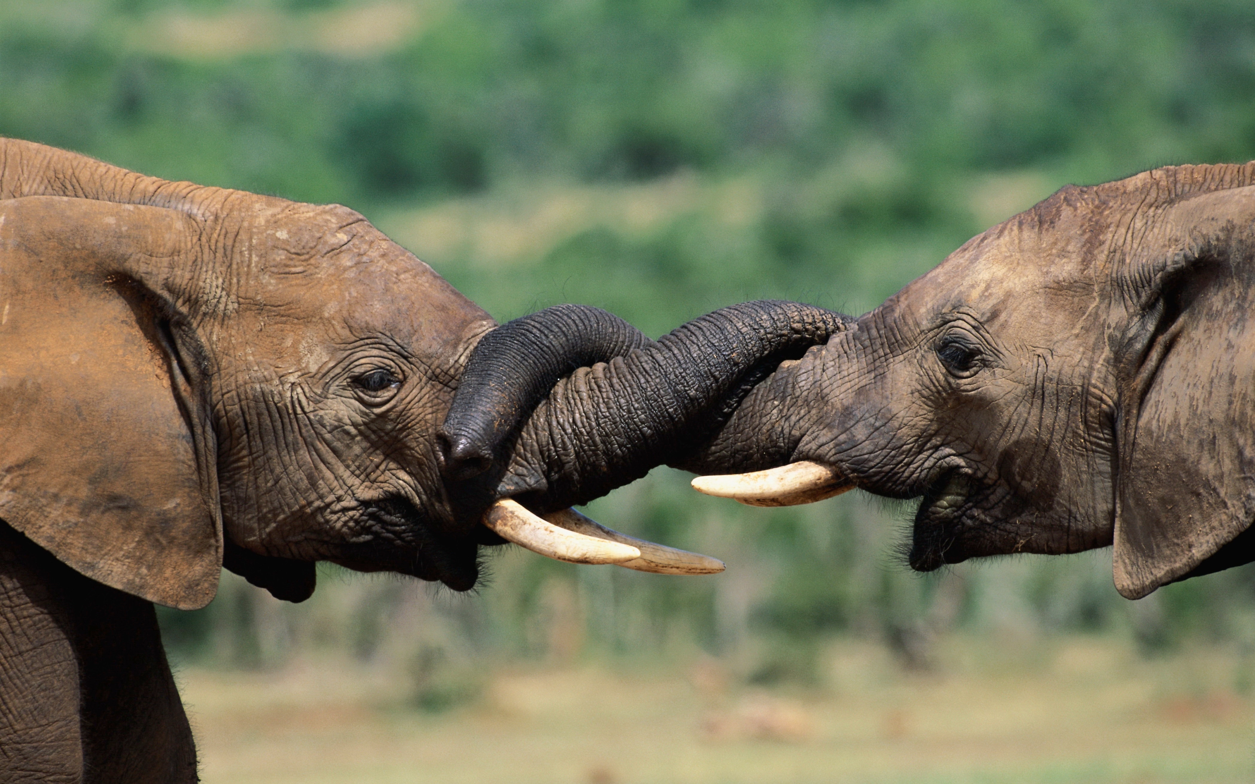 Скачать картинку Животные, Африканский Слон в телефон бесплатно.