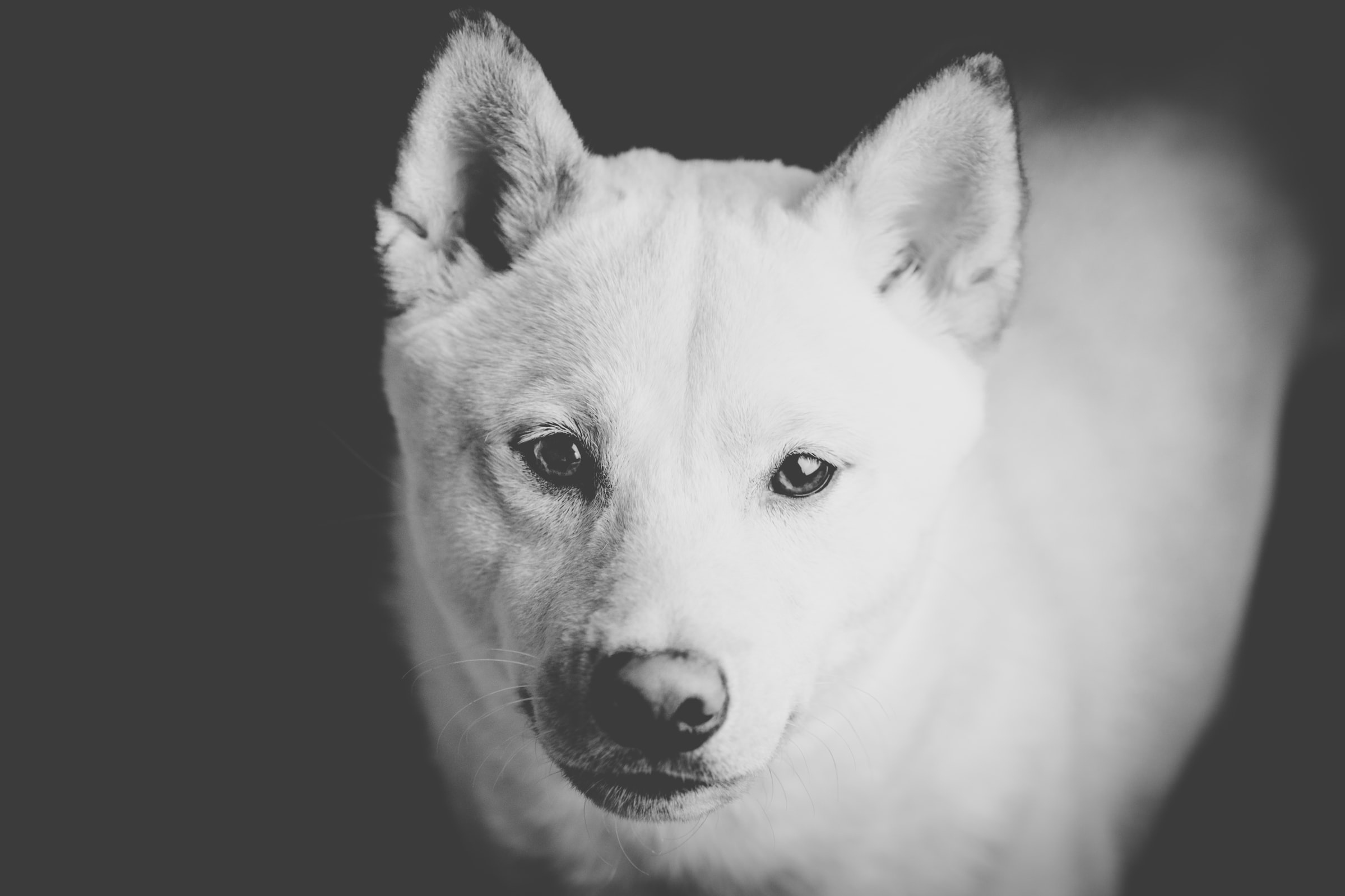 Download mobile wallpaper Dogs, Dog, Monochrome, Animal, Shiba Inu for free.