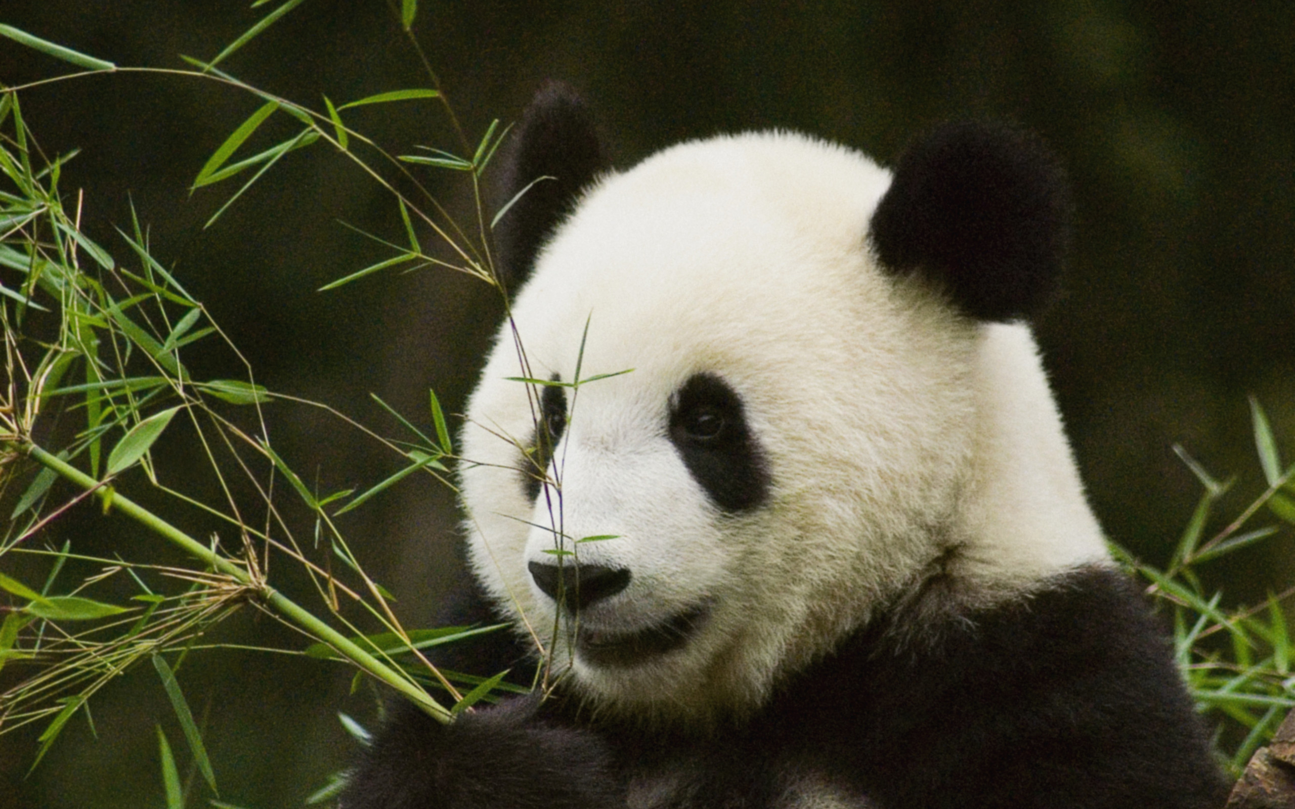 Baixar papel de parede para celular de Animais, Panda gratuito.