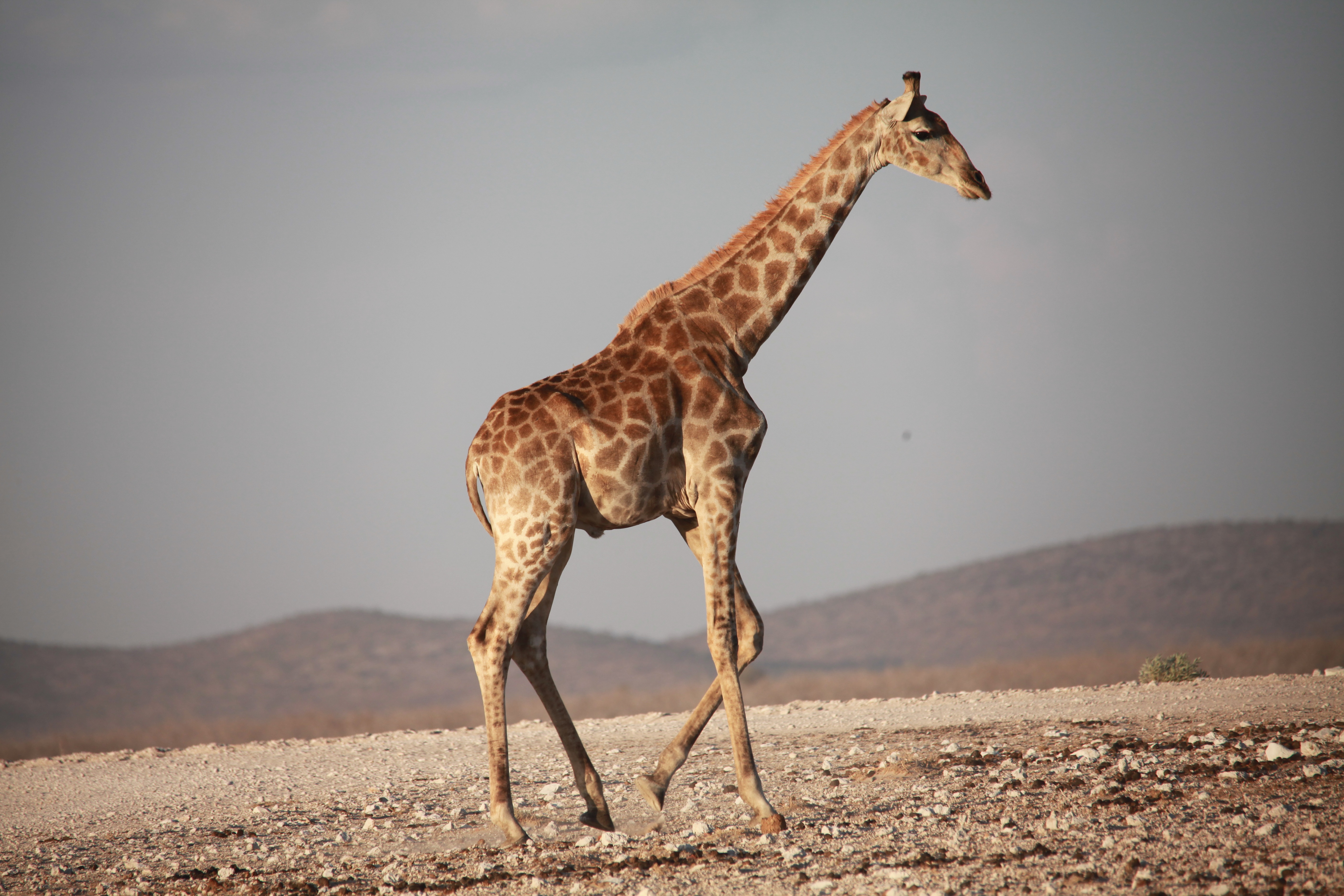 animals, stroll, giraffe, africa Desktop home screen Wallpaper