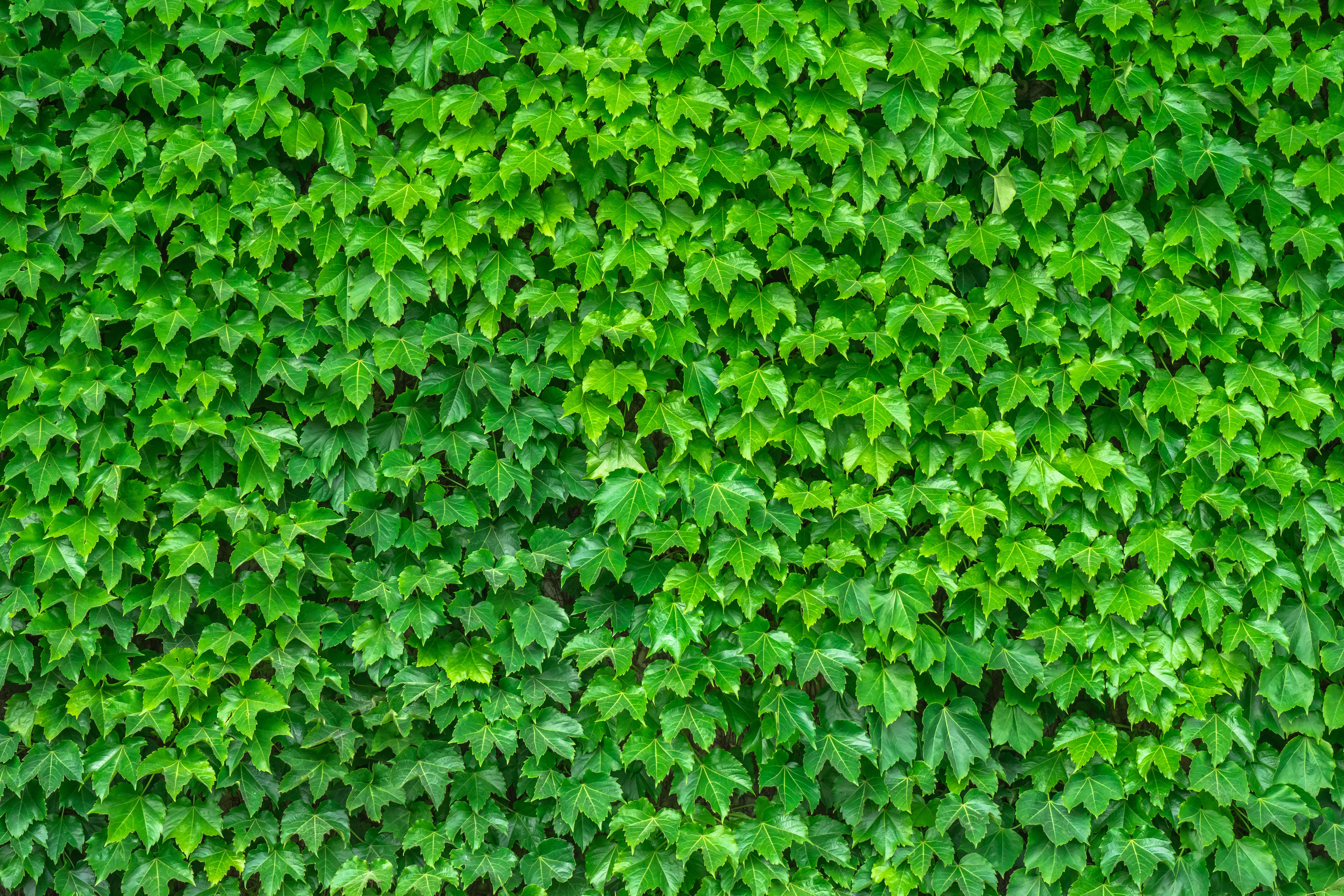 Скачать картинку Зеленый, Листья, Природа, Растение в телефон бесплатно.