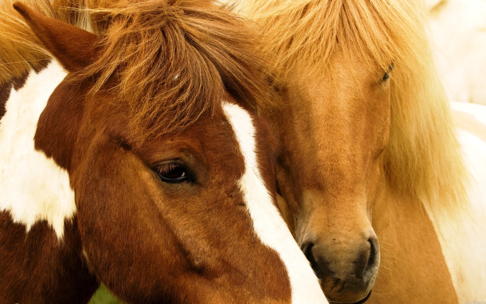 Handy-Wallpaper Tiere, Hauspferd kostenlos herunterladen.