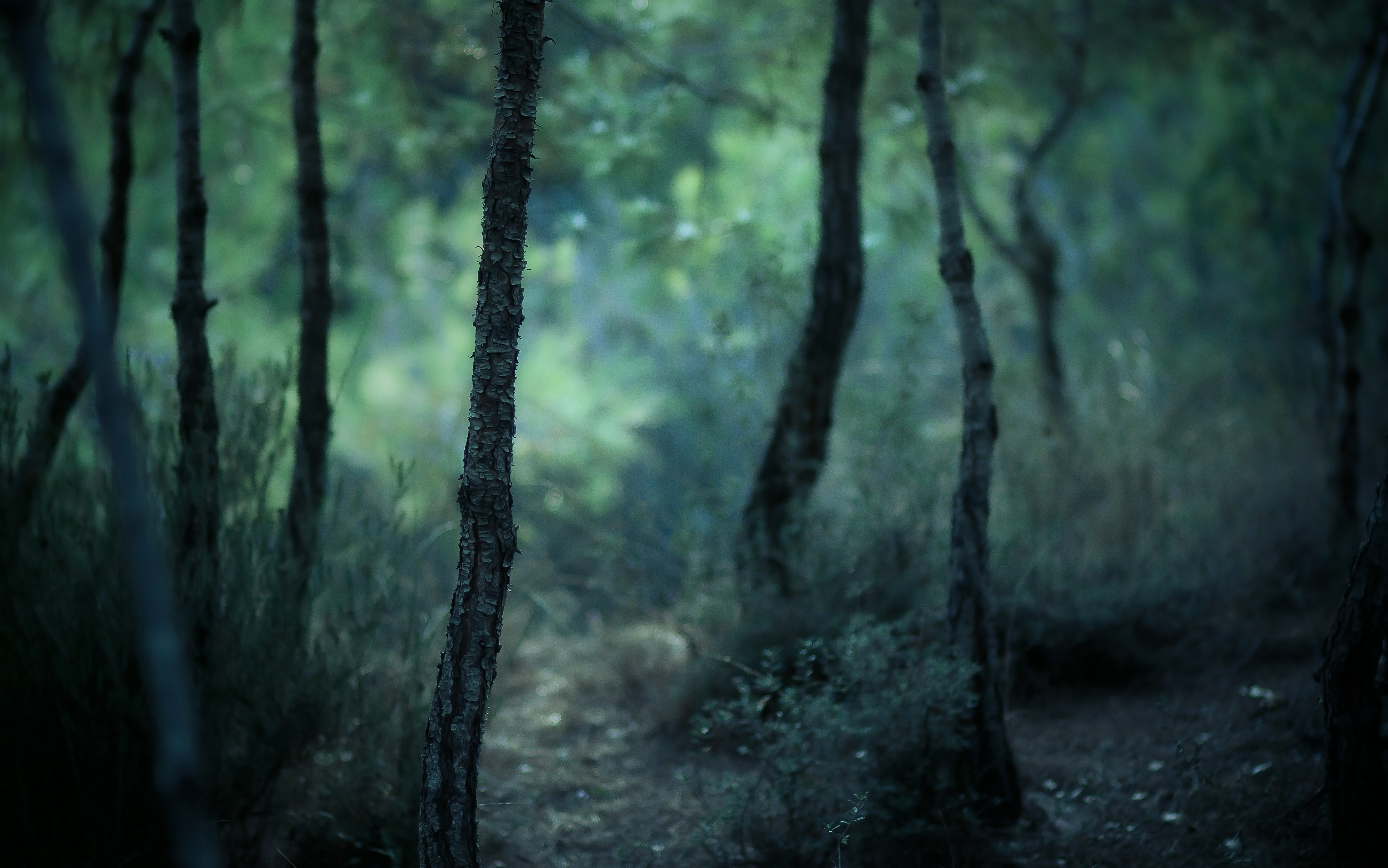 Téléchargez des papiers peints mobile Forêt, Terre/nature gratuitement.