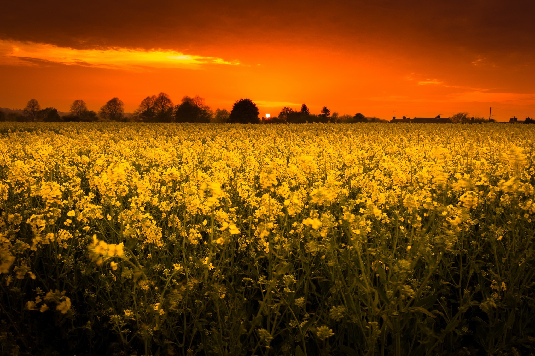 Download mobile wallpaper Nature, Sunset, Summer, Earth, Field, Yellow Flower, Rapeseed for free.