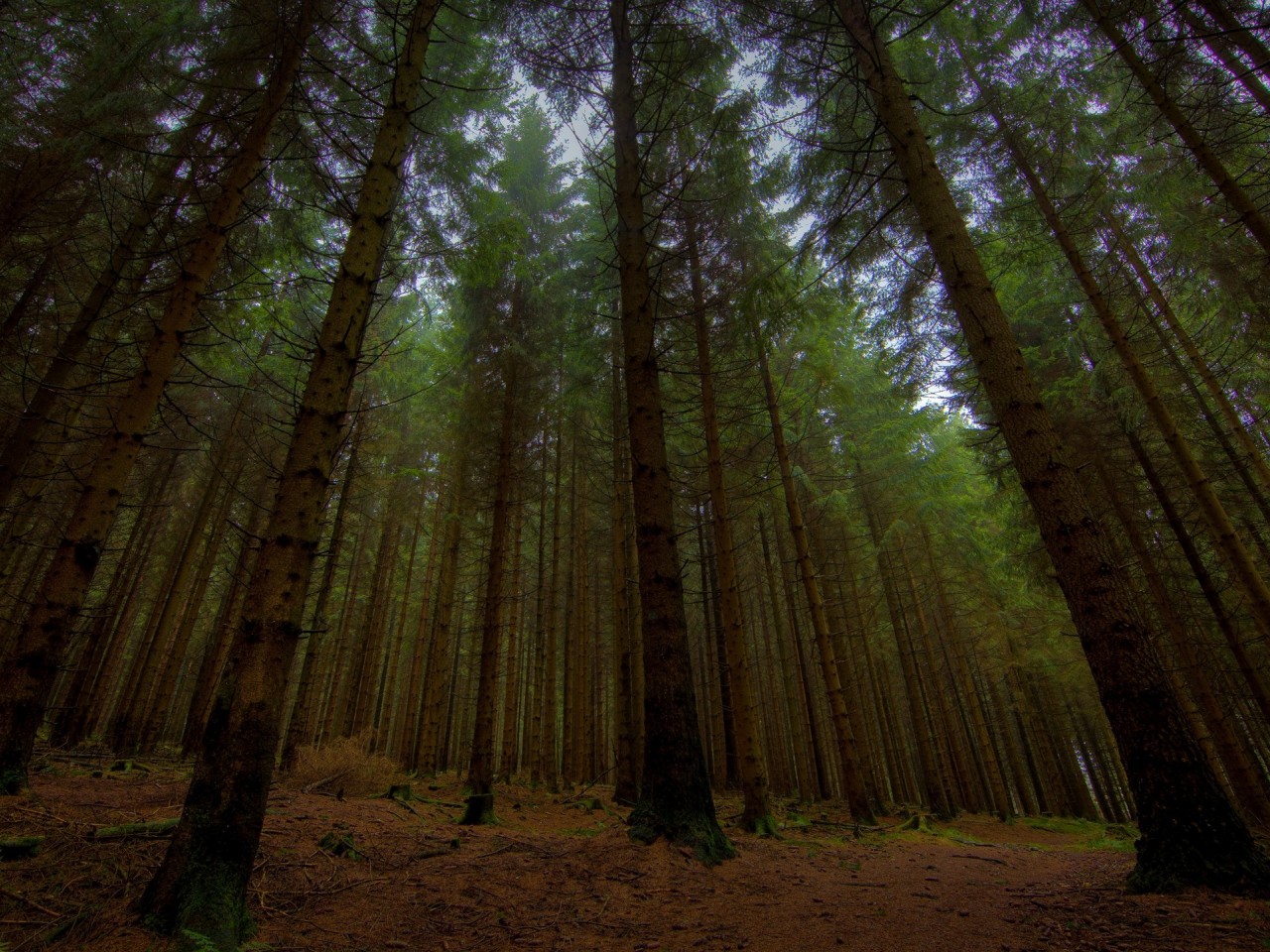 Baixar papel de parede para celular de Floresta, Terra/natureza gratuito.