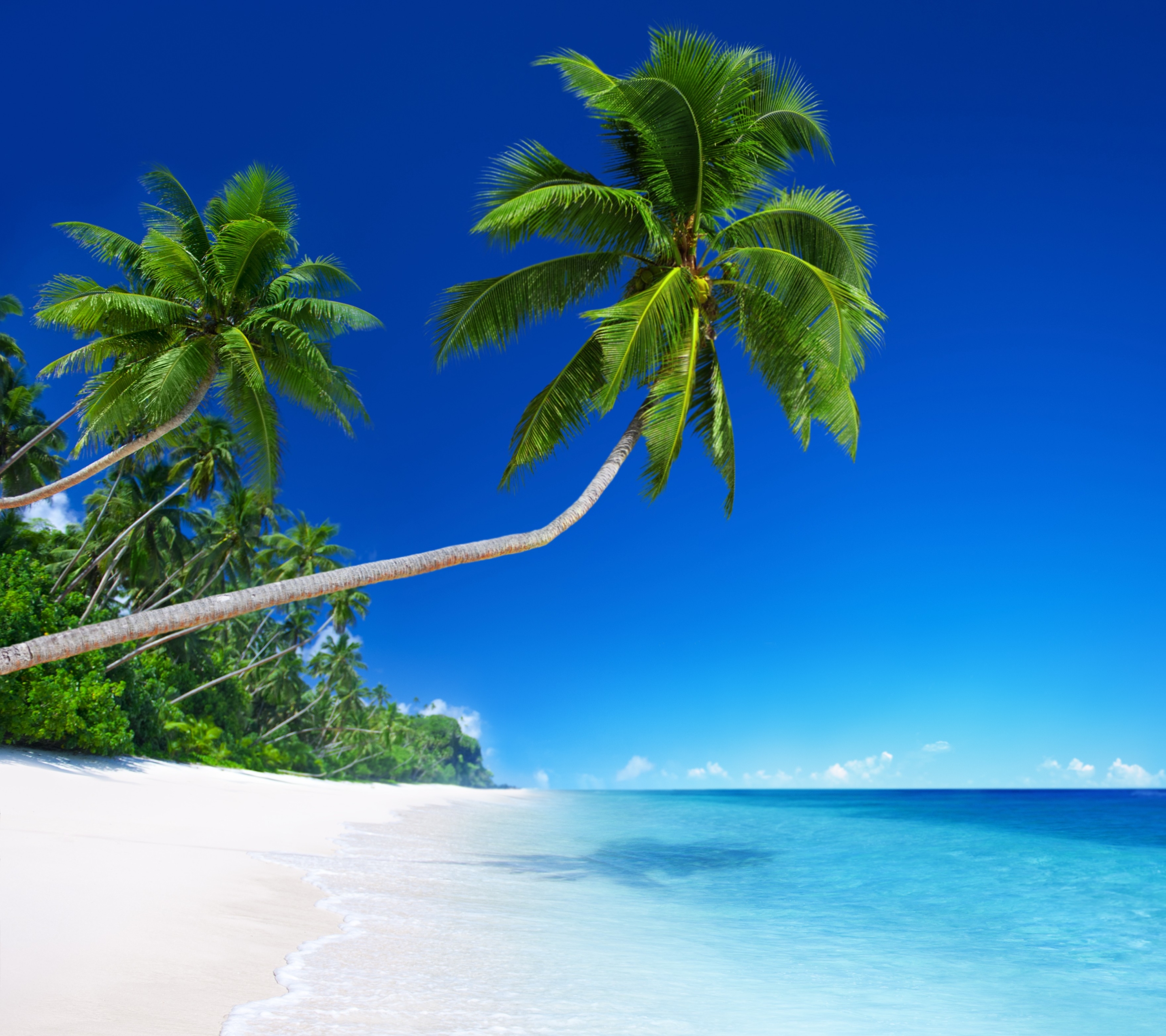 Скачати мобільні шпалери Горизонт, Океан, Пальма, Земля, Тропічний, Пляжний безкоштовно.