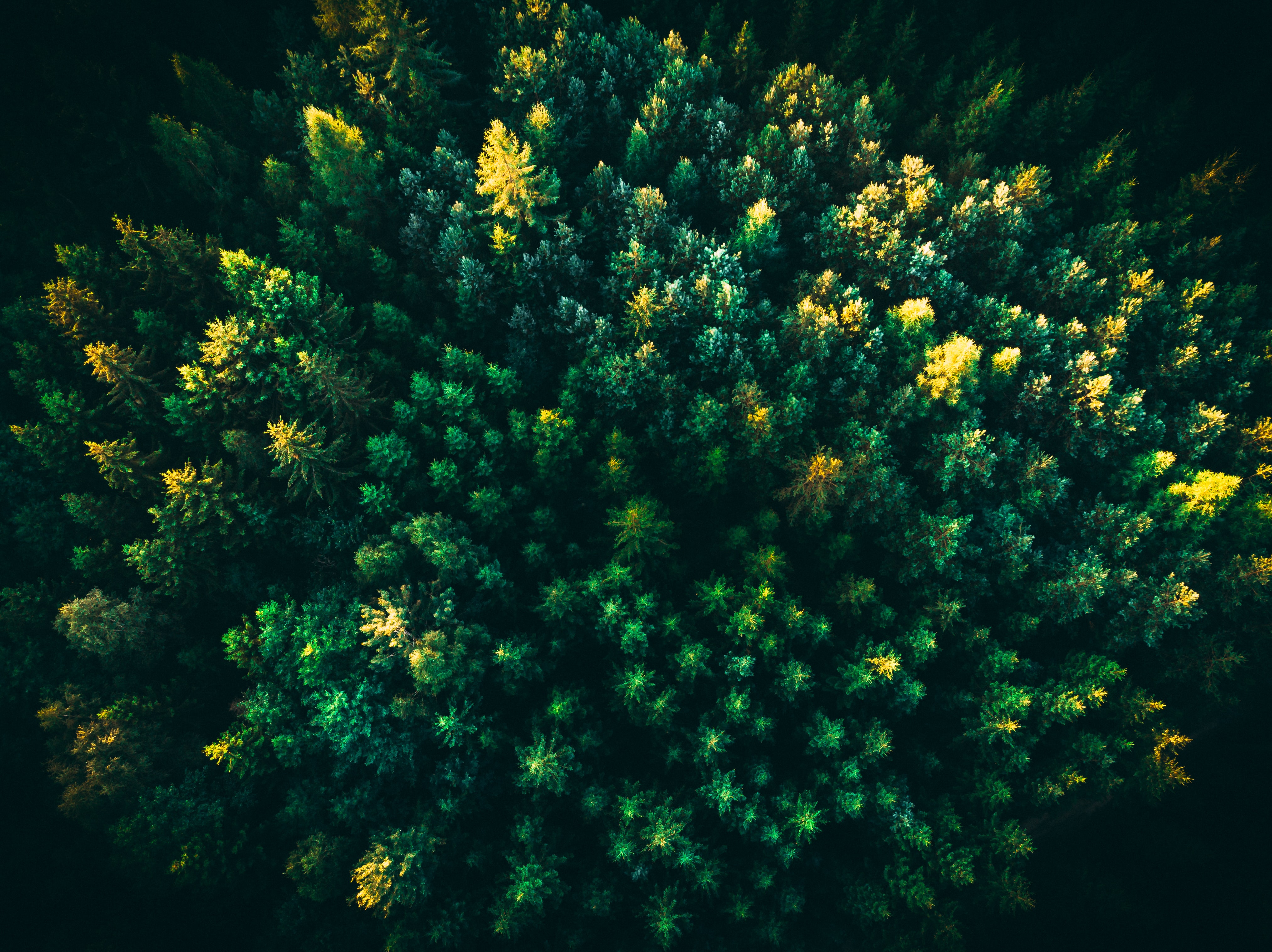 nature, trees, view from above, forest, spruce, fir