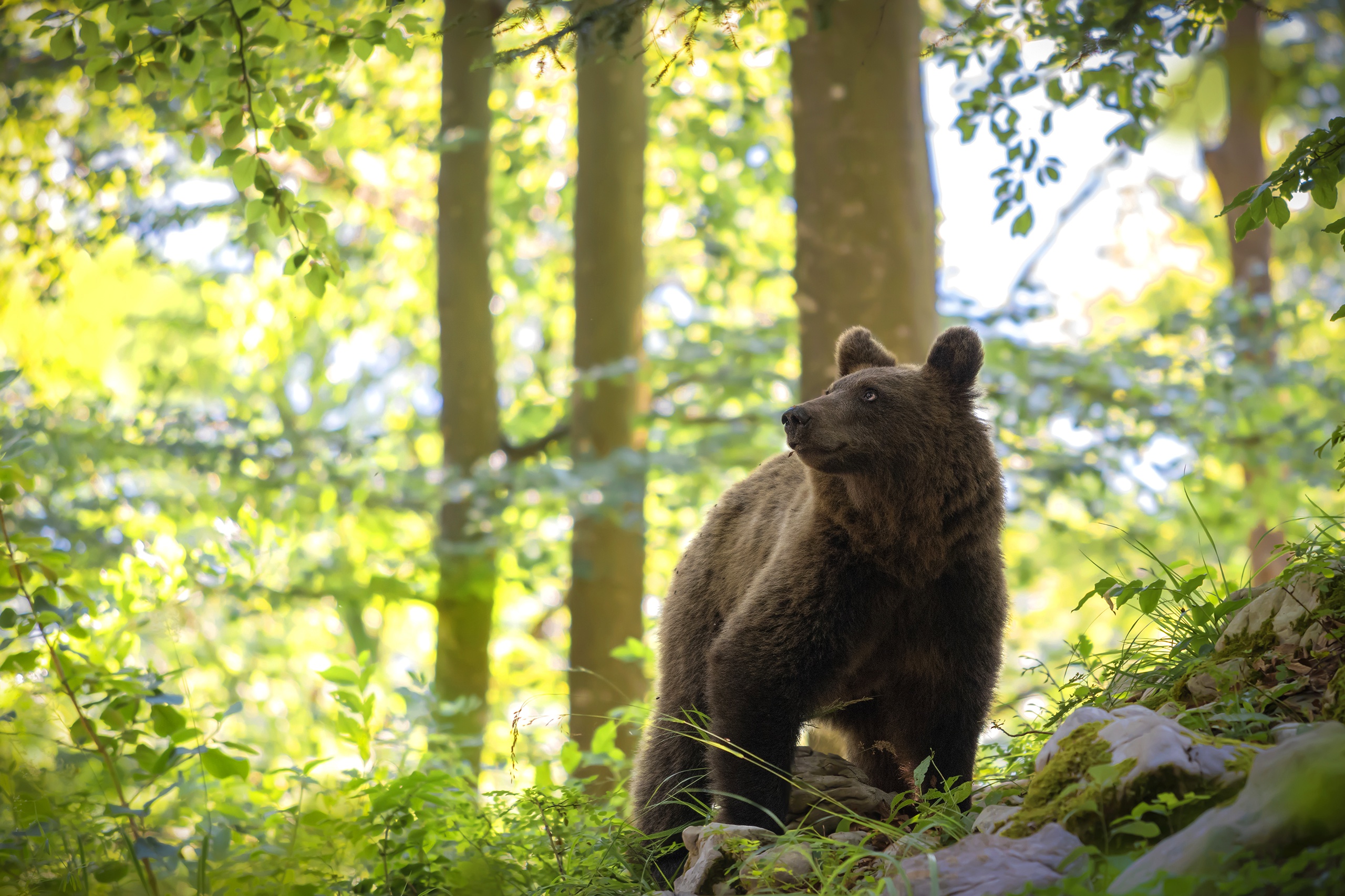 Handy-Wallpaper Tiere, Bären, Bär kostenlos herunterladen.