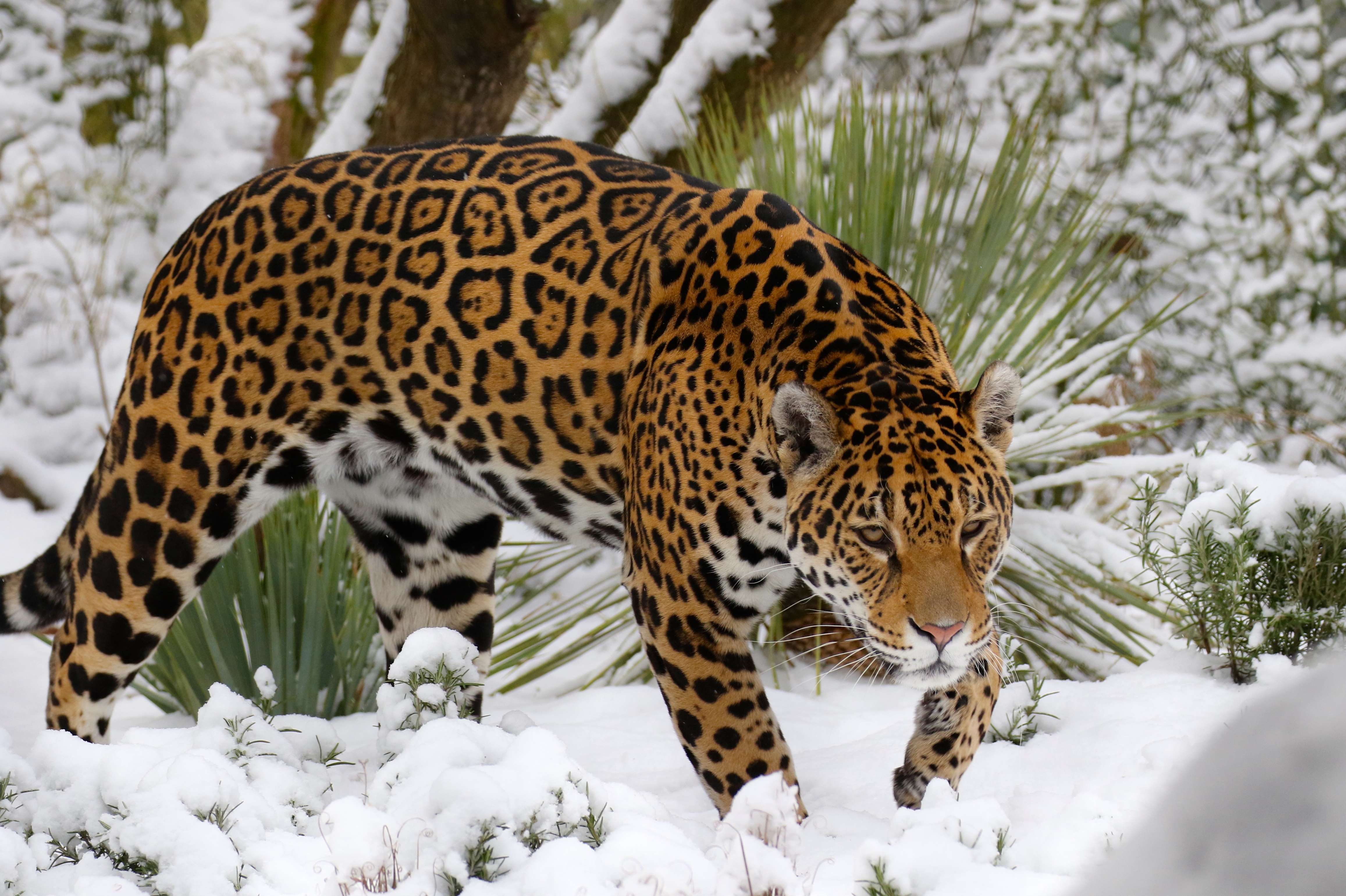 Download mobile wallpaper Winter, Cats, Snow, Jaguar, Animal for free.