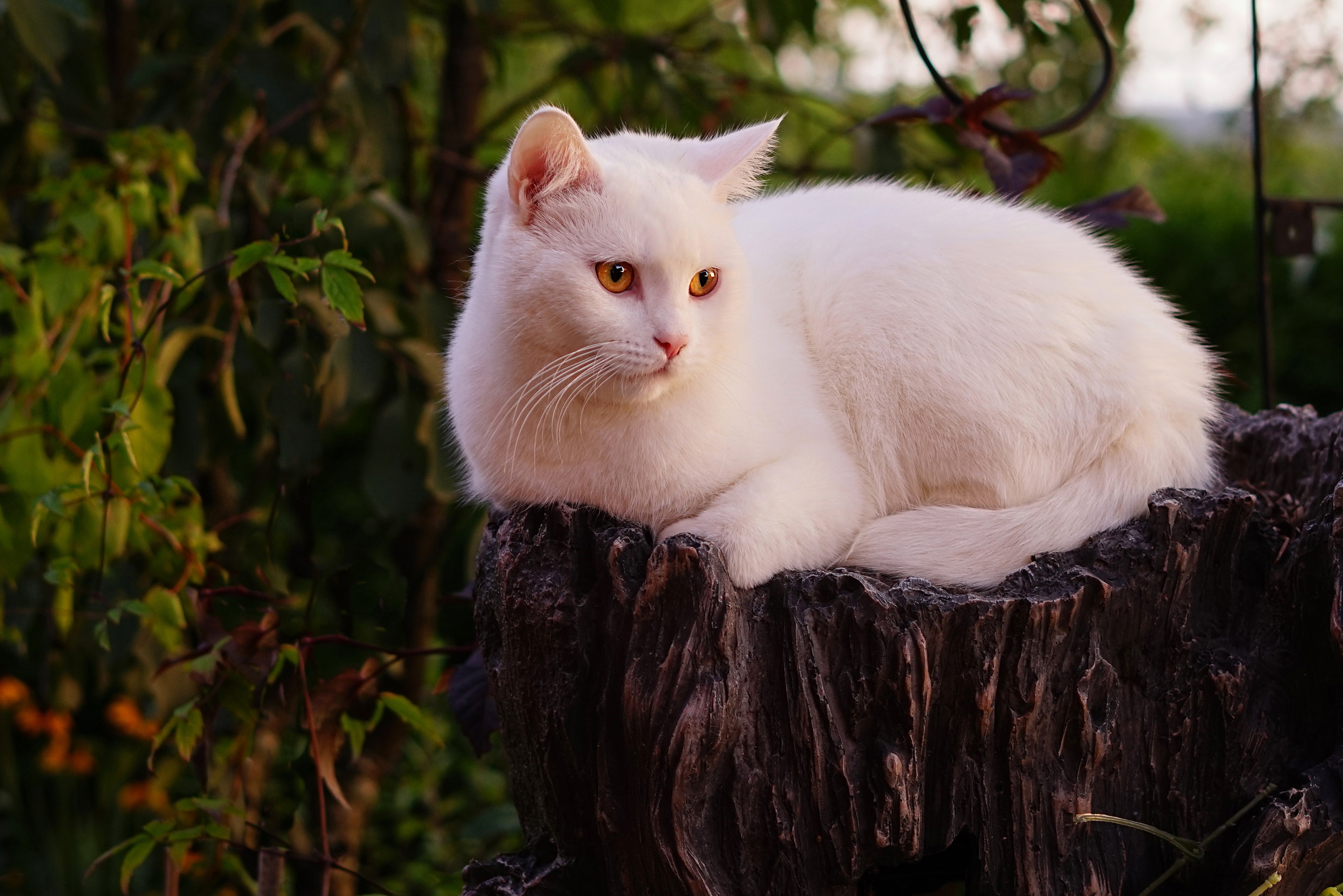 Handy-Wallpaper Tiere, Katzen, Katze kostenlos herunterladen.