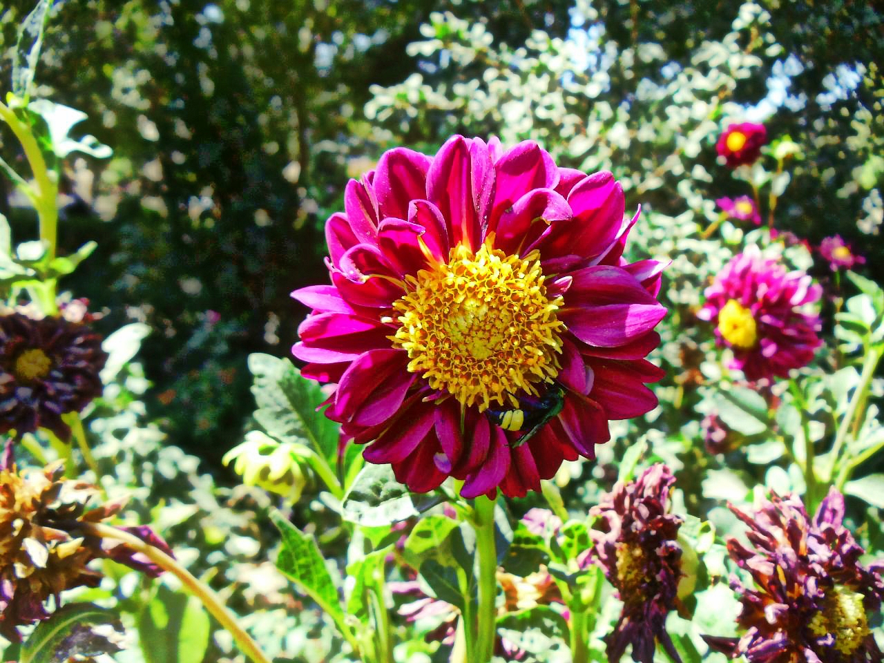 Descarga gratis la imagen Flor, Flor Rosa, Abeja, Tierra/naturaleza en el escritorio de tu PC