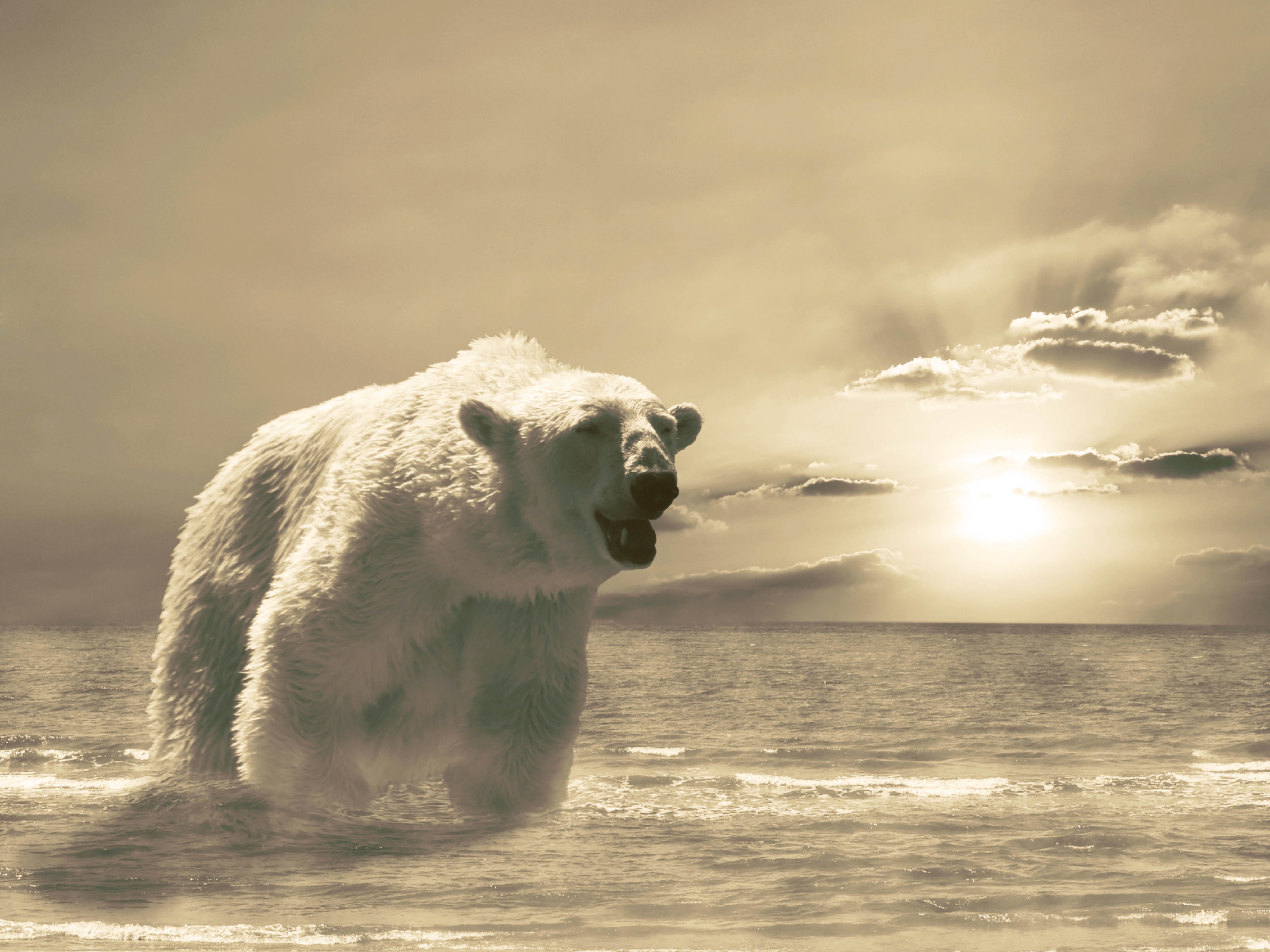 Скачать картинку Лёд, Холод, Снег, Океан, Животные, Зима, Медведь в телефон бесплатно.