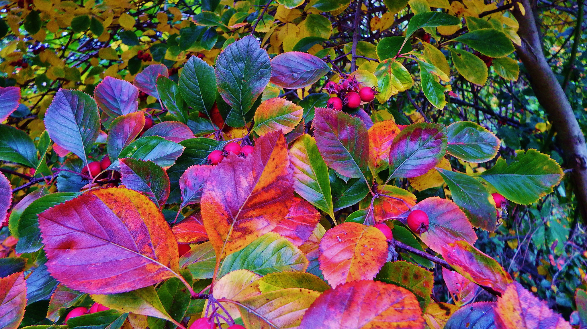 Скачать обои бесплатно Осень, Лист, Земля/природа картинка на рабочий стол ПК