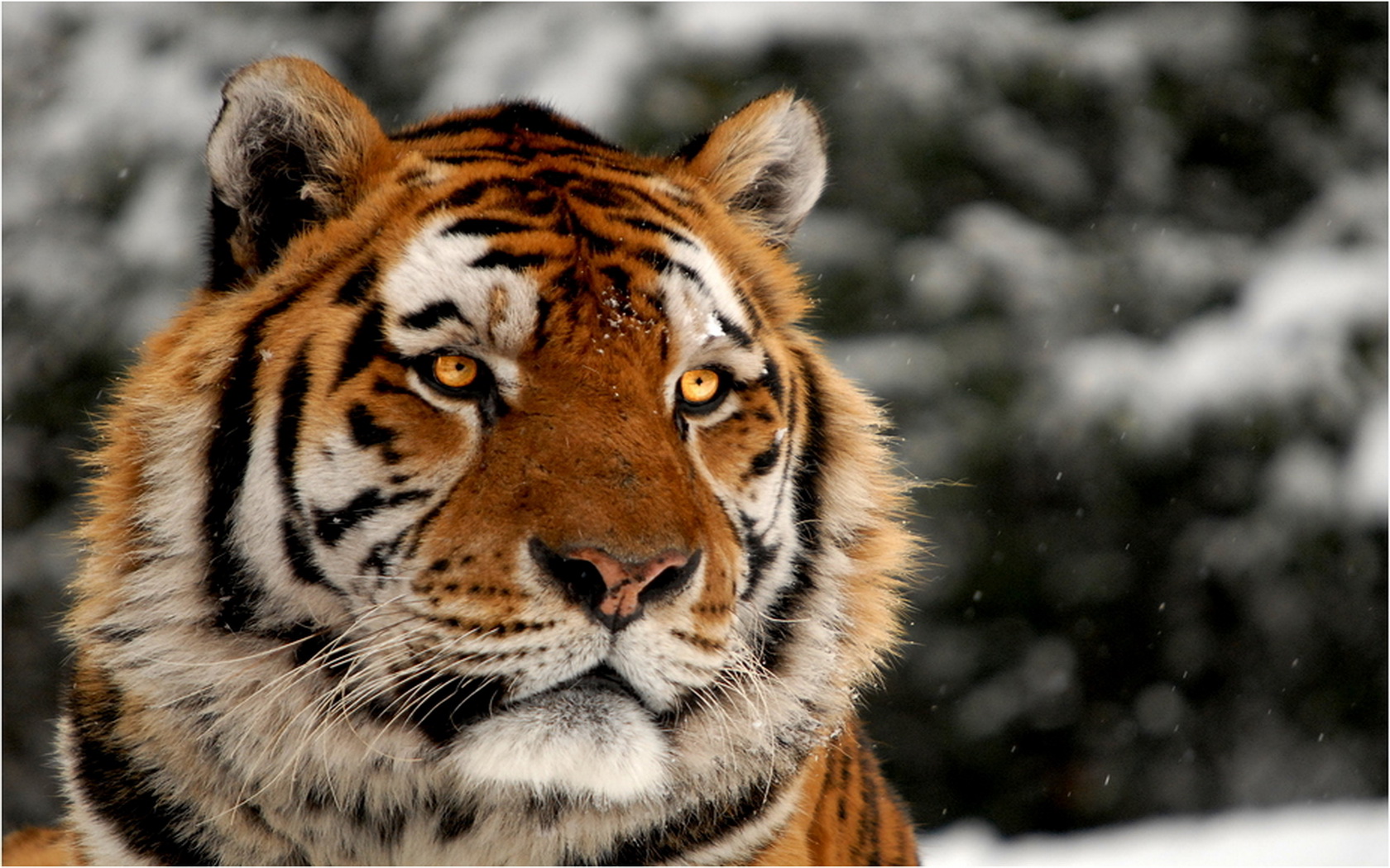 Baixe gratuitamente a imagem Gatos, Animais, Tigre na área de trabalho do seu PC