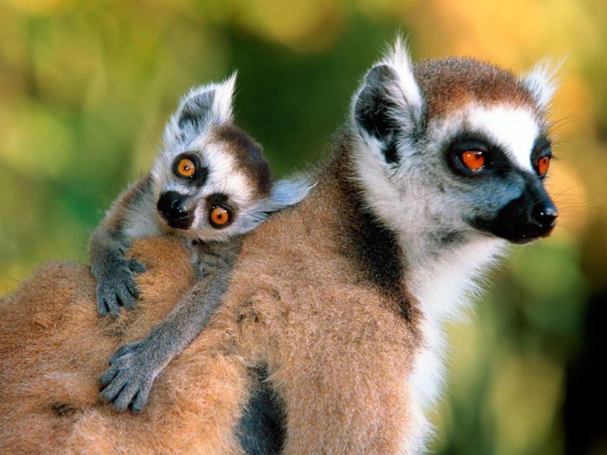 Free download wallpaper Monkeys, Animal, Lemur, Cute, Primate, Baby Animal on your PC desktop