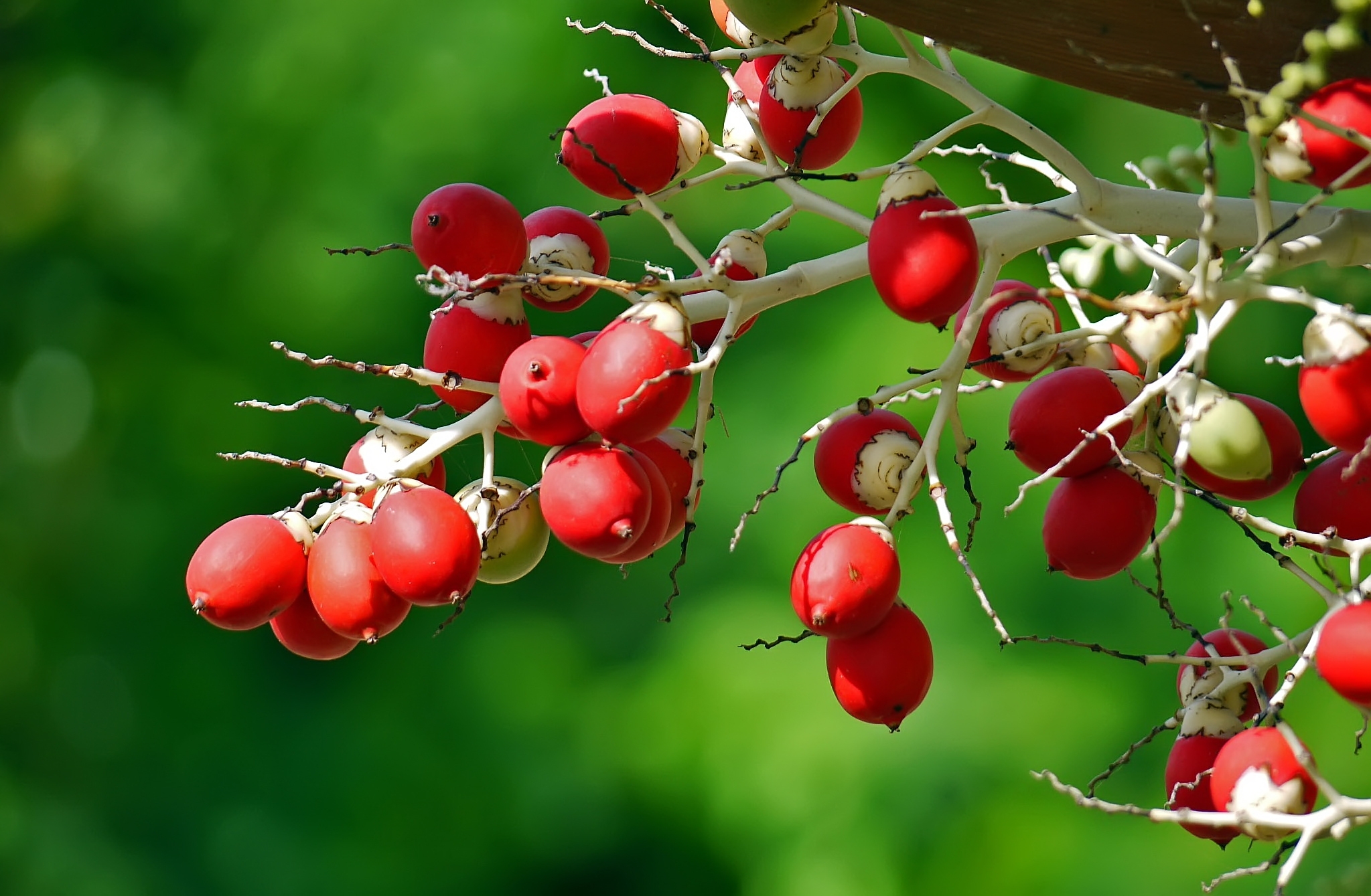 Free download wallpaper Food, Berries, Macro, Branch on your PC desktop