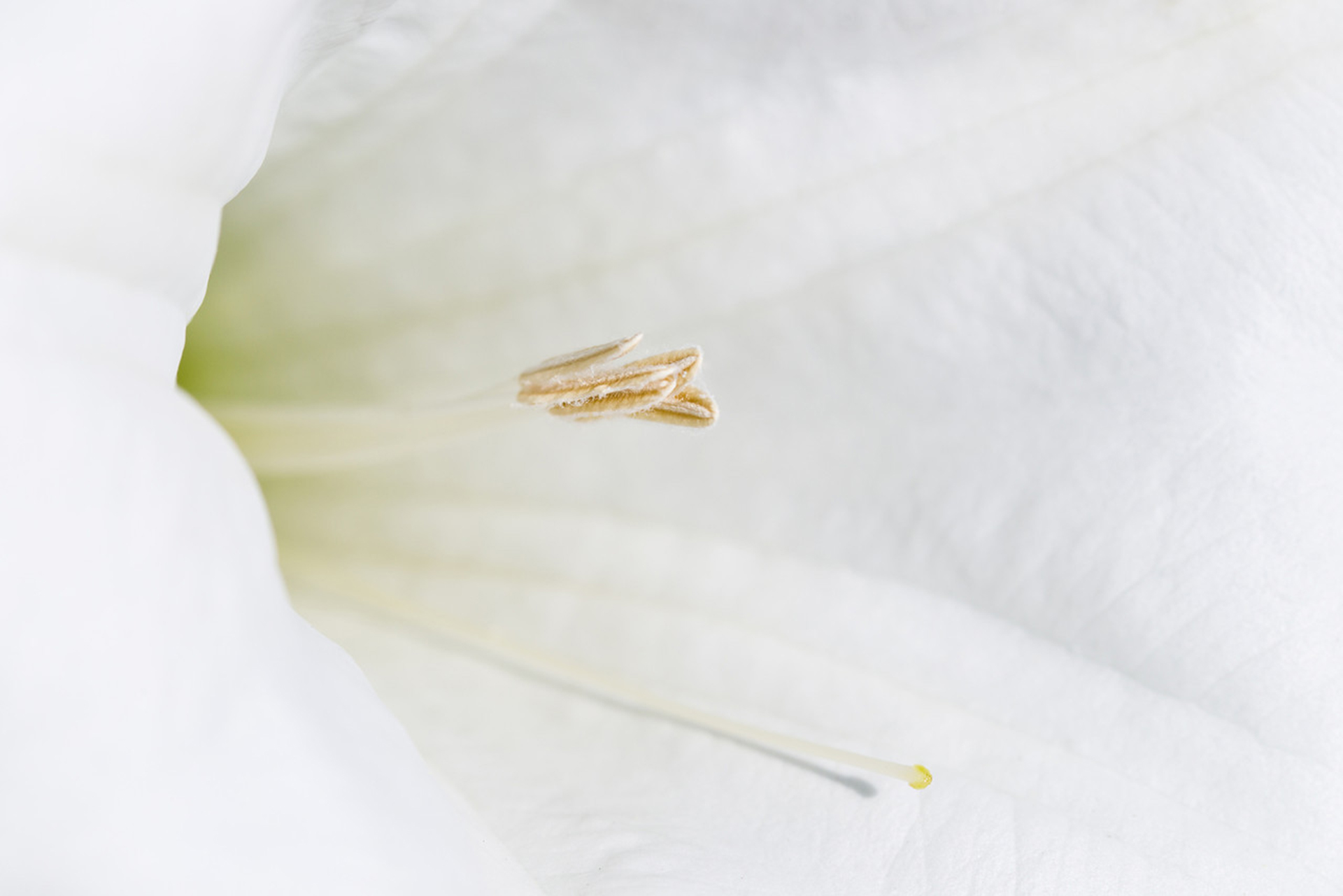 318524 Bildschirmschoner und Hintergrundbilder Blumen auf Ihrem Telefon. Laden Sie  Bilder kostenlos herunter