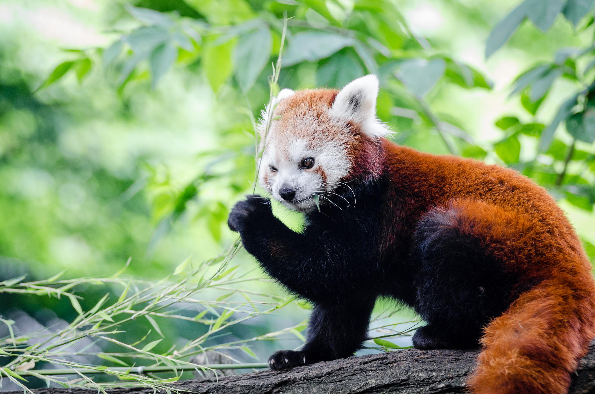 Скачать обои бесплатно Животные, Боке, Панда, Красная Панда картинка на рабочий стол ПК
