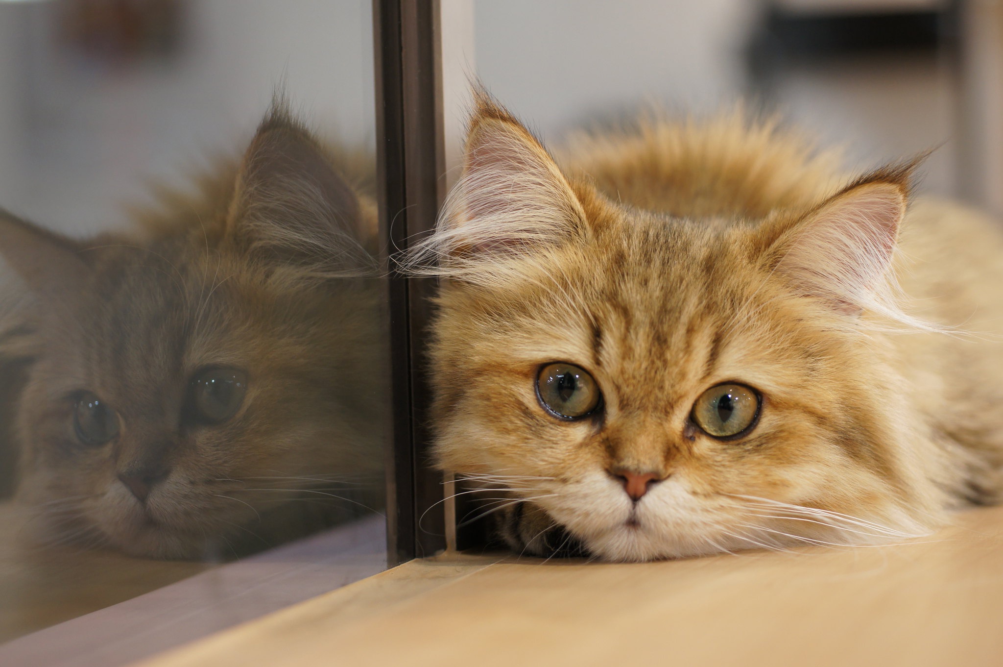 Laden Sie das Tiere, Katzen, Katze, Spiegelung-Bild kostenlos auf Ihren PC-Desktop herunter
