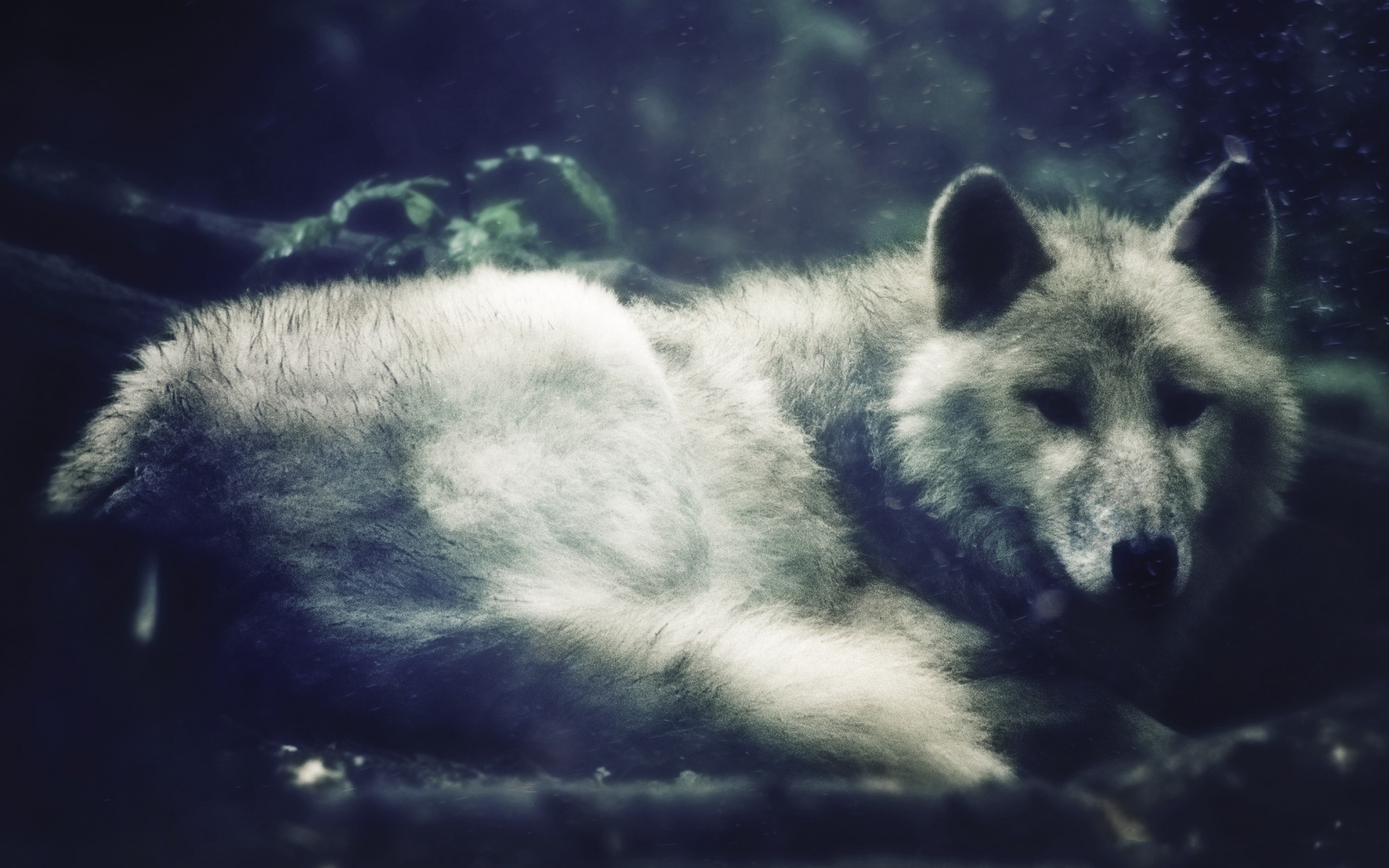 Free download wallpaper Wolves, Wolf, Animal on your PC desktop