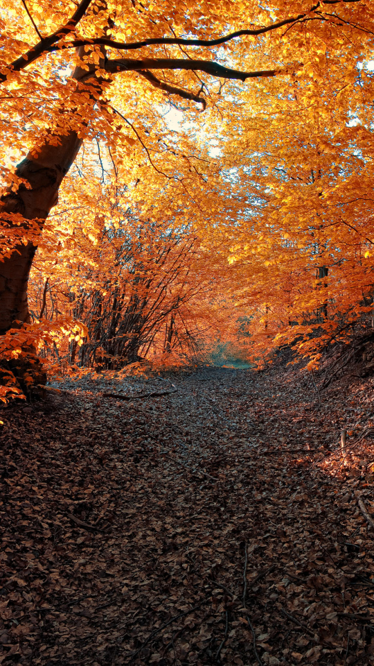 Handy-Wallpaper Herbst, Wald, Pfad, Menschengemacht, Orange Farbe) kostenlos herunterladen.