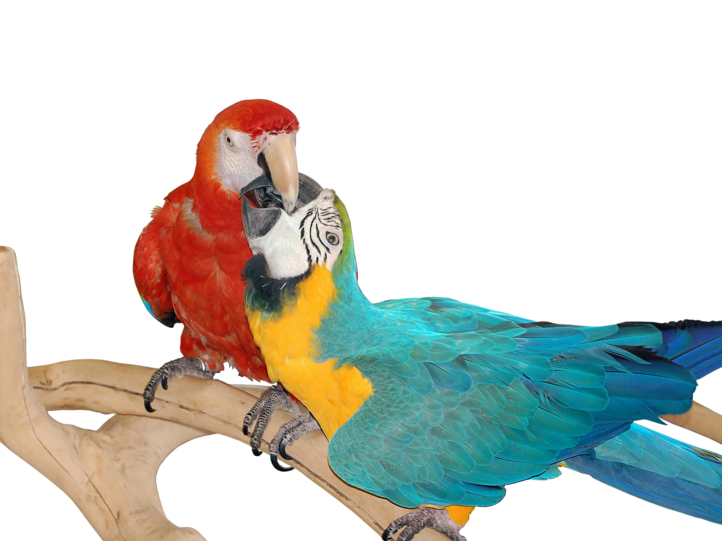 Download mobile wallpaper Macaw, Blue And Yellow Macaw, Parrot, Bird, Birds, Animal for free.