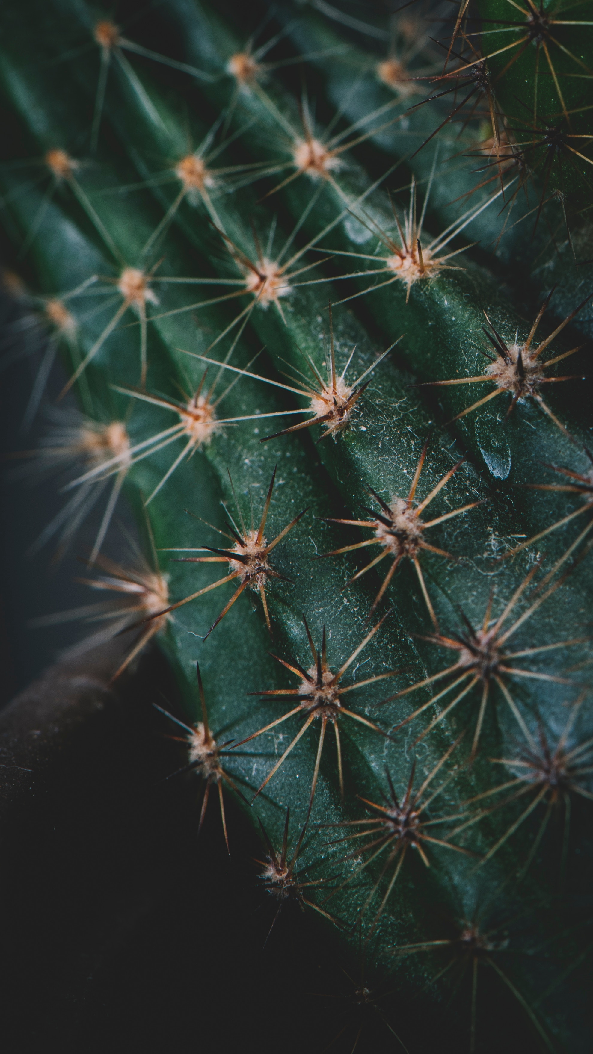 needle, macro, cactus, thorns, prickles cell phone wallpapers