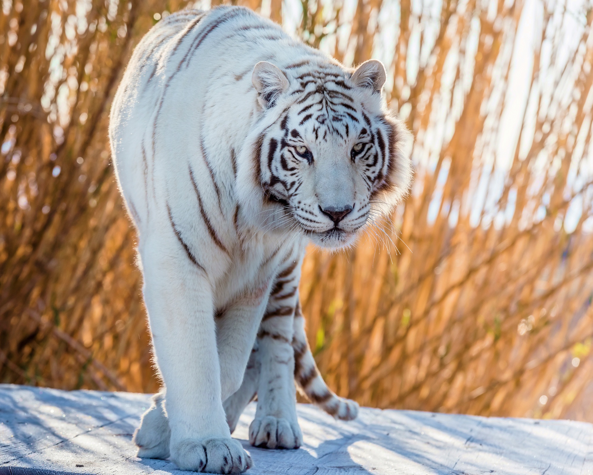 Laden Sie das Tiere, Katzen, Weißer Tiger, Starren-Bild kostenlos auf Ihren PC-Desktop herunter