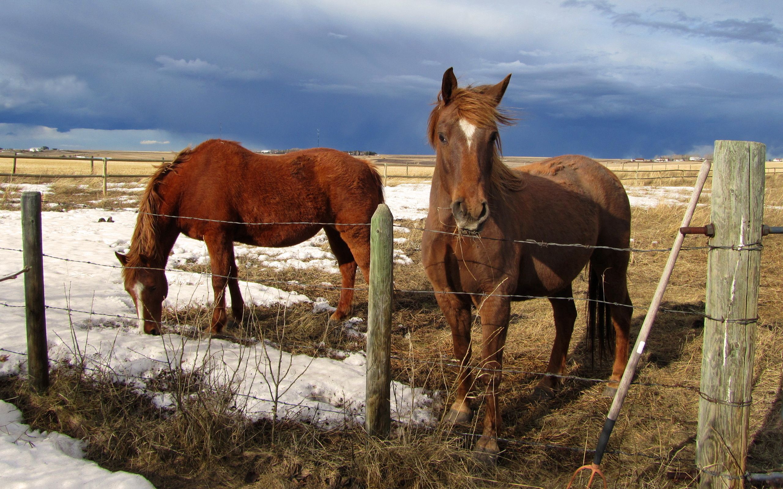 animals, horses, snow, fencing, corral, fences