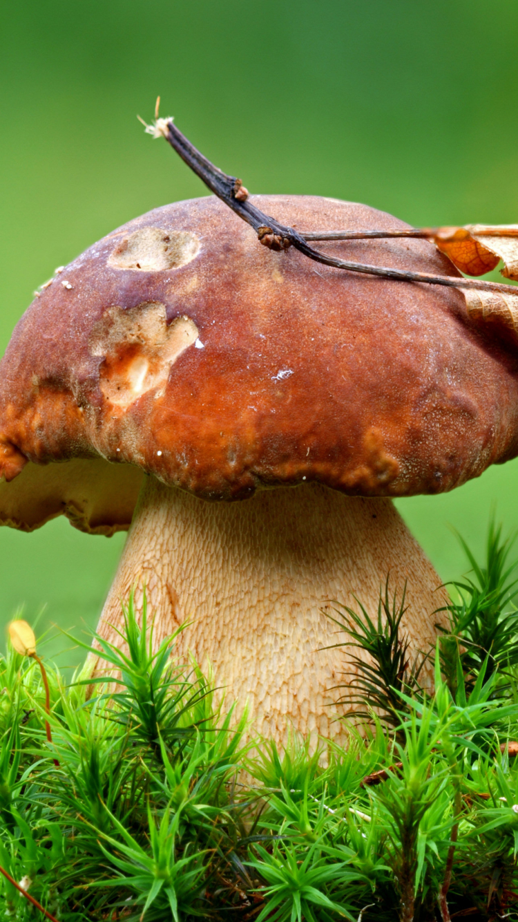 Téléchargez des papiers peints mobile Champignon, Terre/nature gratuitement.