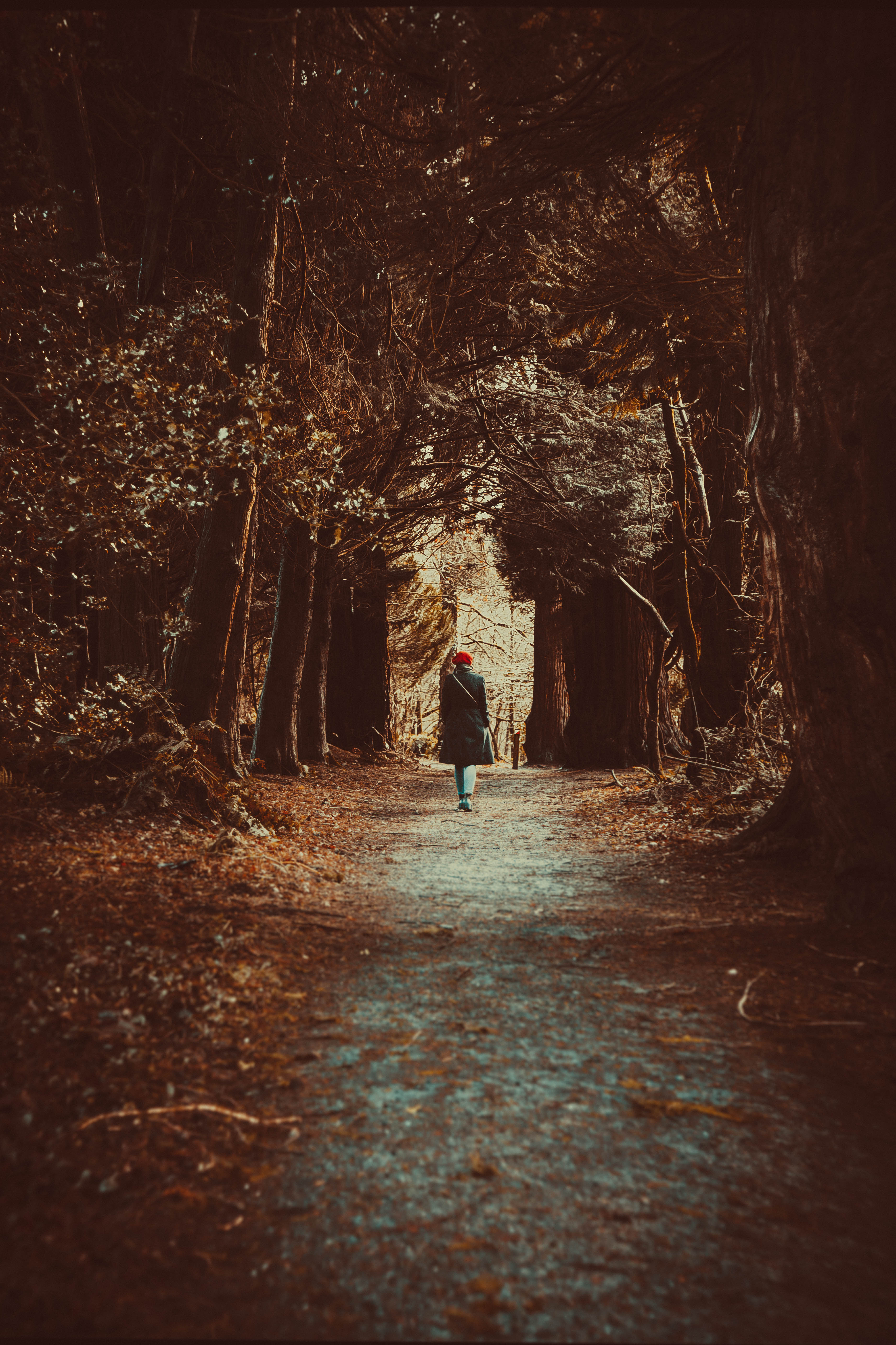 Download mobile wallpaper Stroll, Trees, Nature, Forest, Loneliness, Autumn for free.