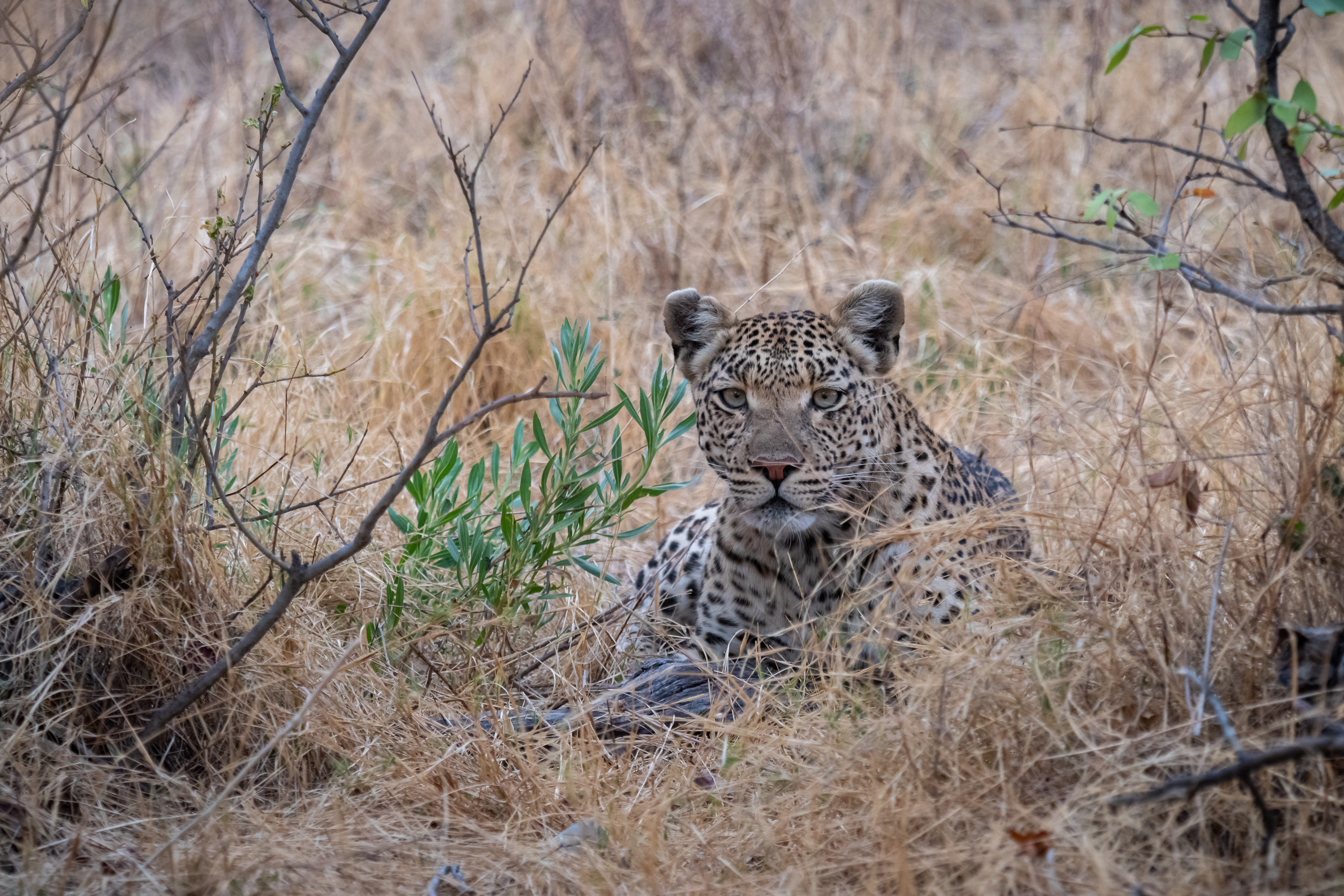 big cat, animals, savanna, leopard, predator UHD