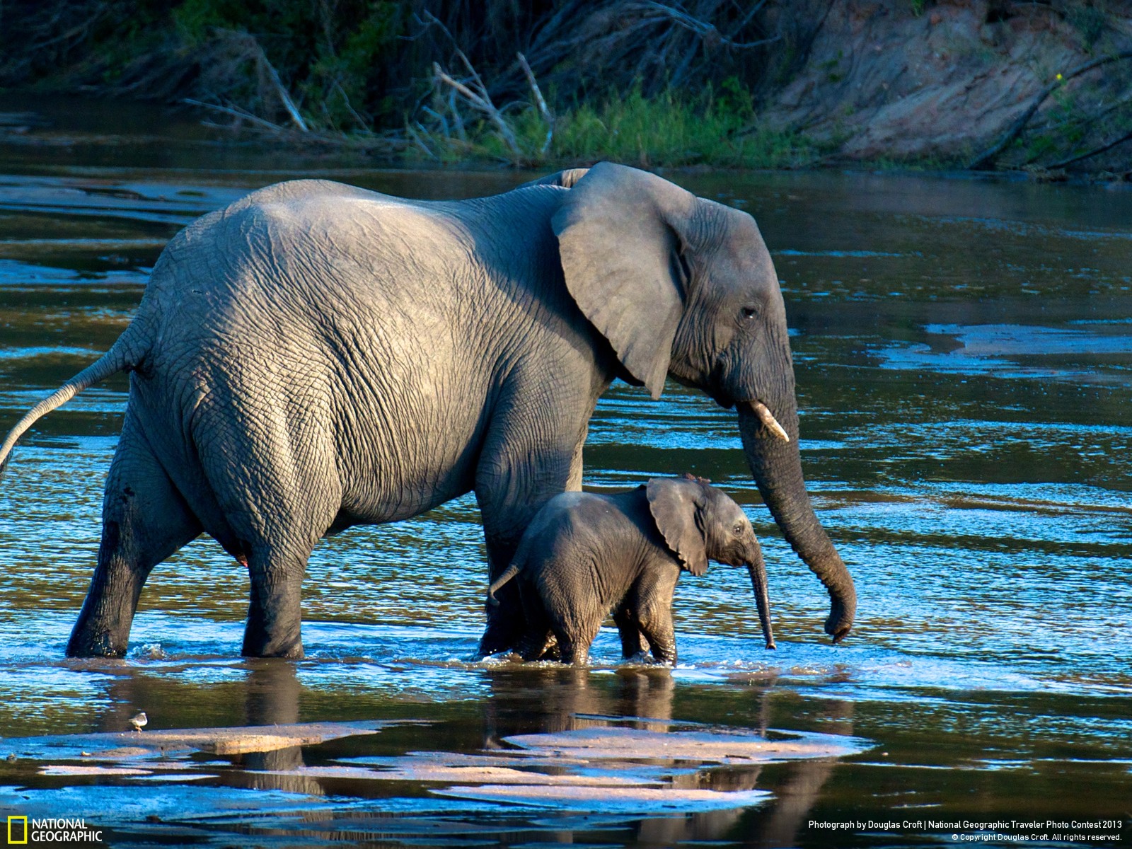 320064 Hintergrundbild herunterladen afrikanischer elefant, tiere, elefanten - Bildschirmschoner und Bilder kostenlos
