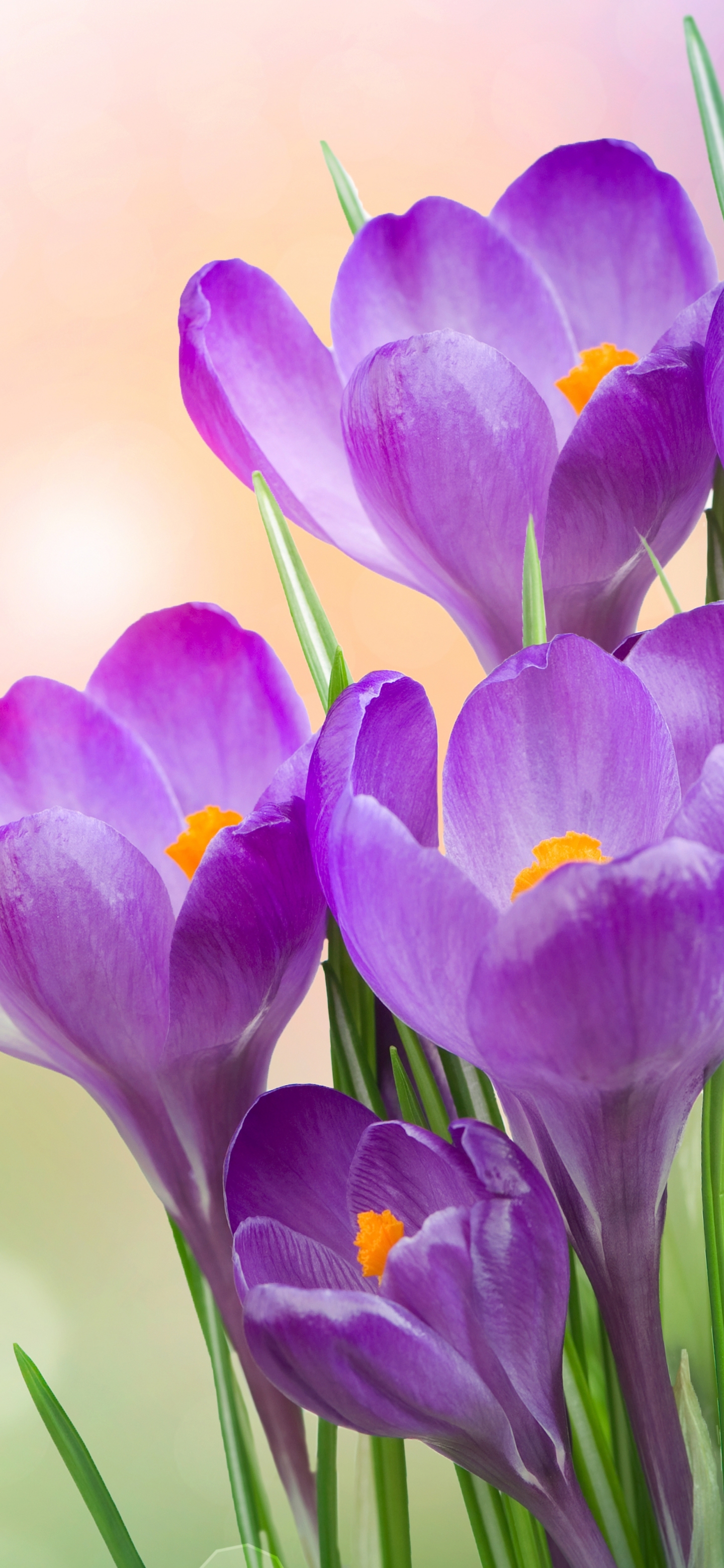 Téléchargez gratuitement l'image Fleurs, Fleur, Printemps, Crocus, Fleur Mauve, Terre/nature, Le Printemps sur le bureau de votre PC
