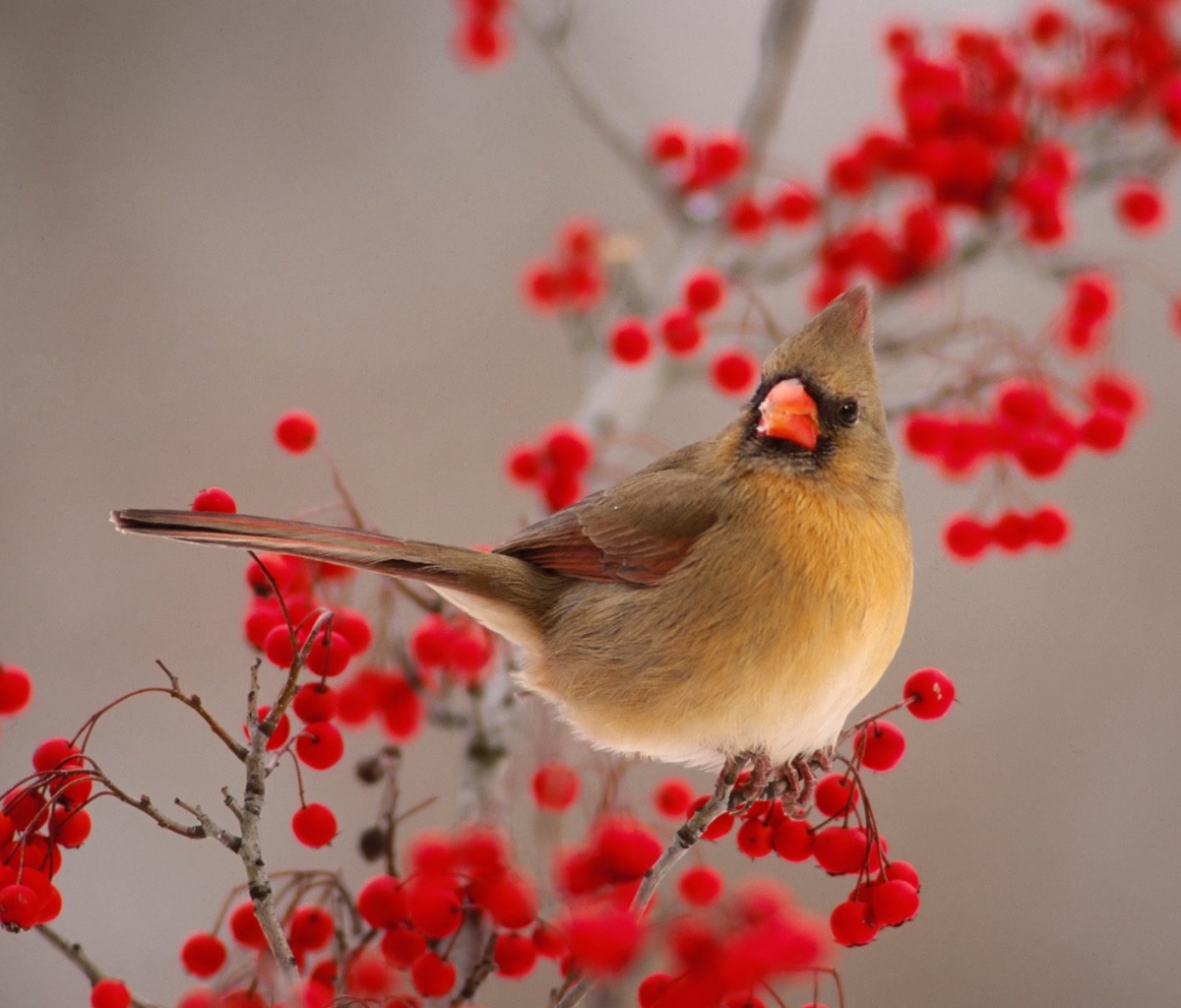 Téléchargez des papiers peints mobile Animaux, Des Oiseaux, Cardinal gratuitement.