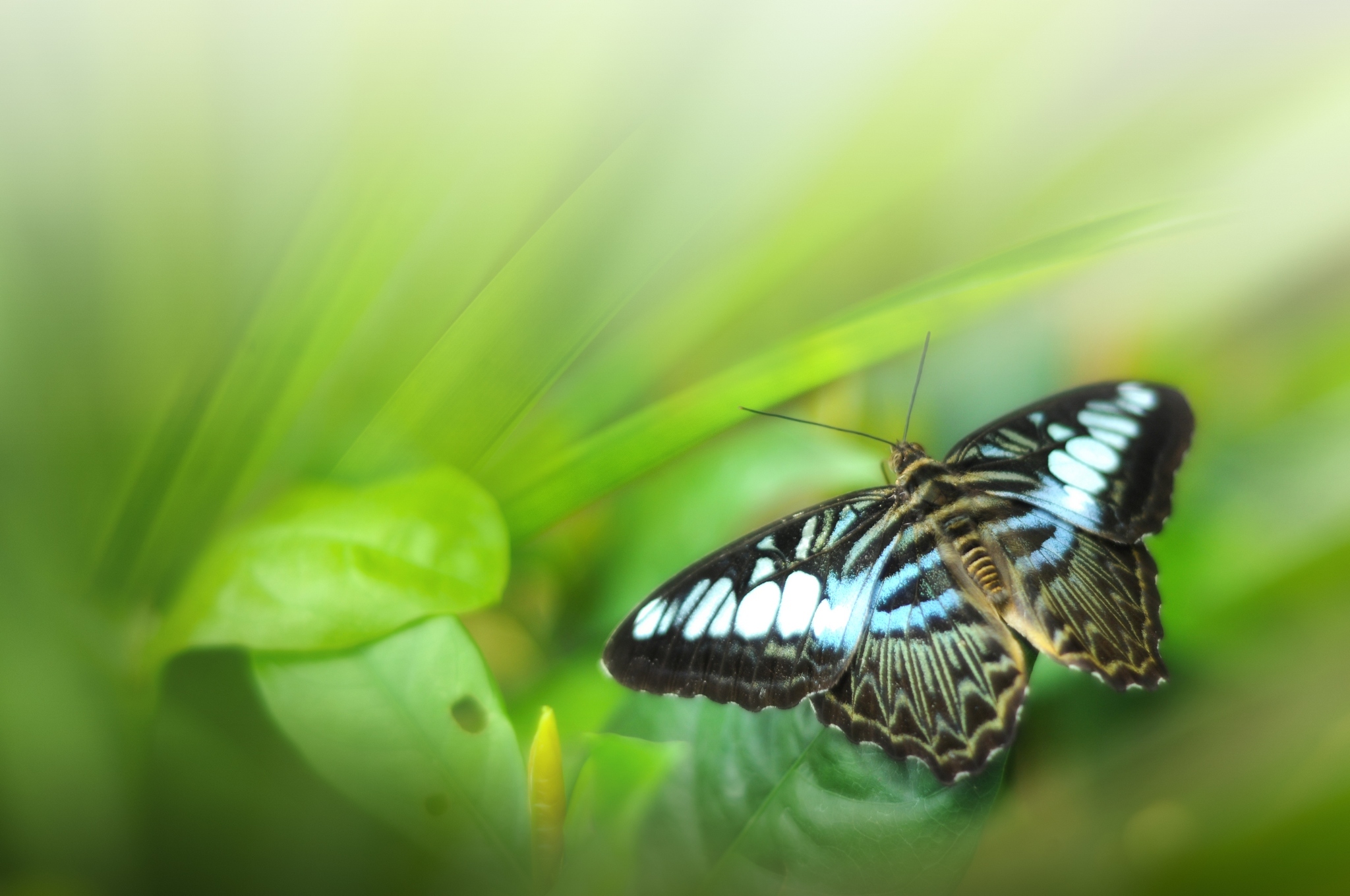 Free download wallpaper Leaf, Butterfly, Animal on your PC desktop