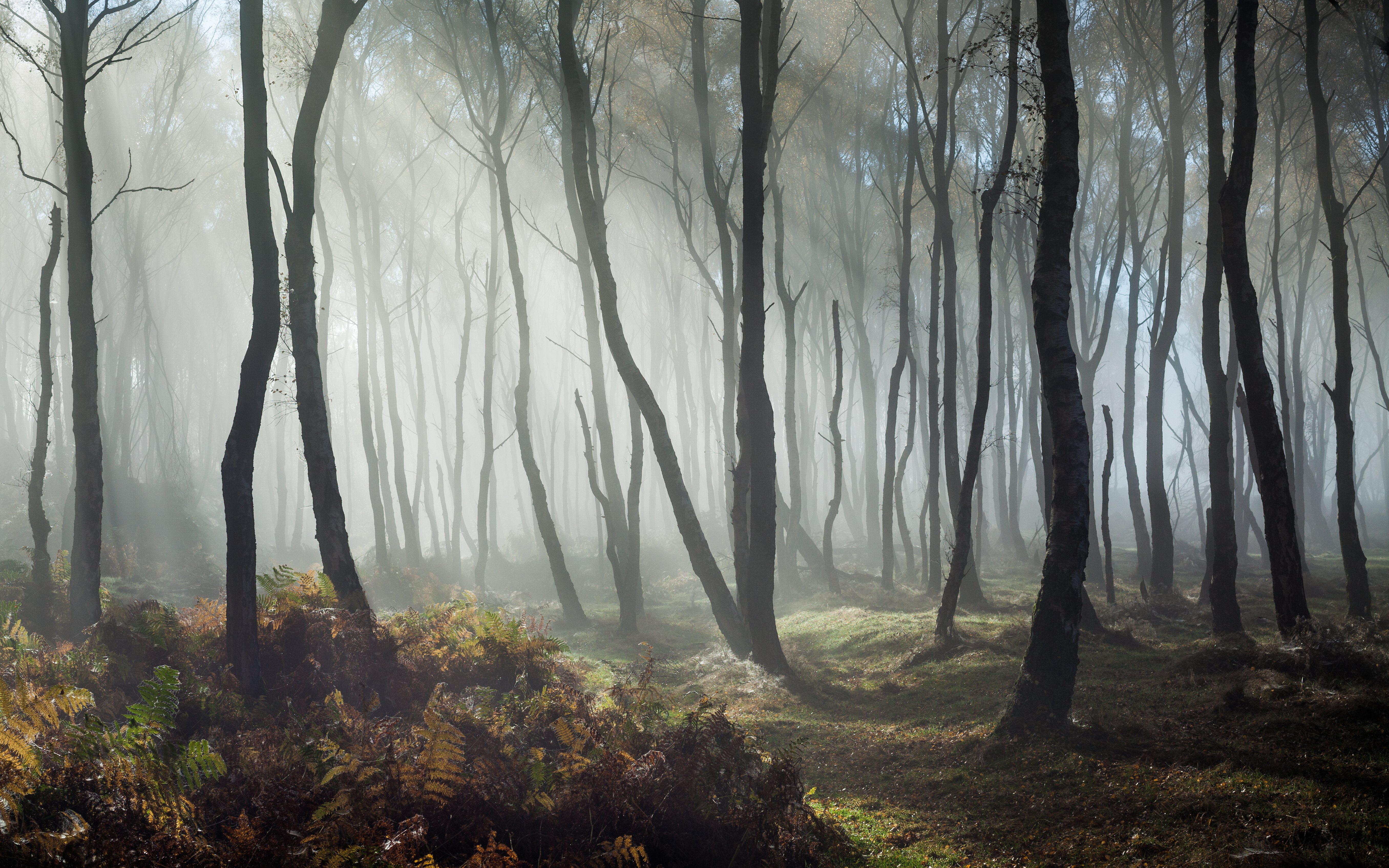 Download mobile wallpaper Nature, Forest, Tree, Fog, Earth, Sunbeam for free.