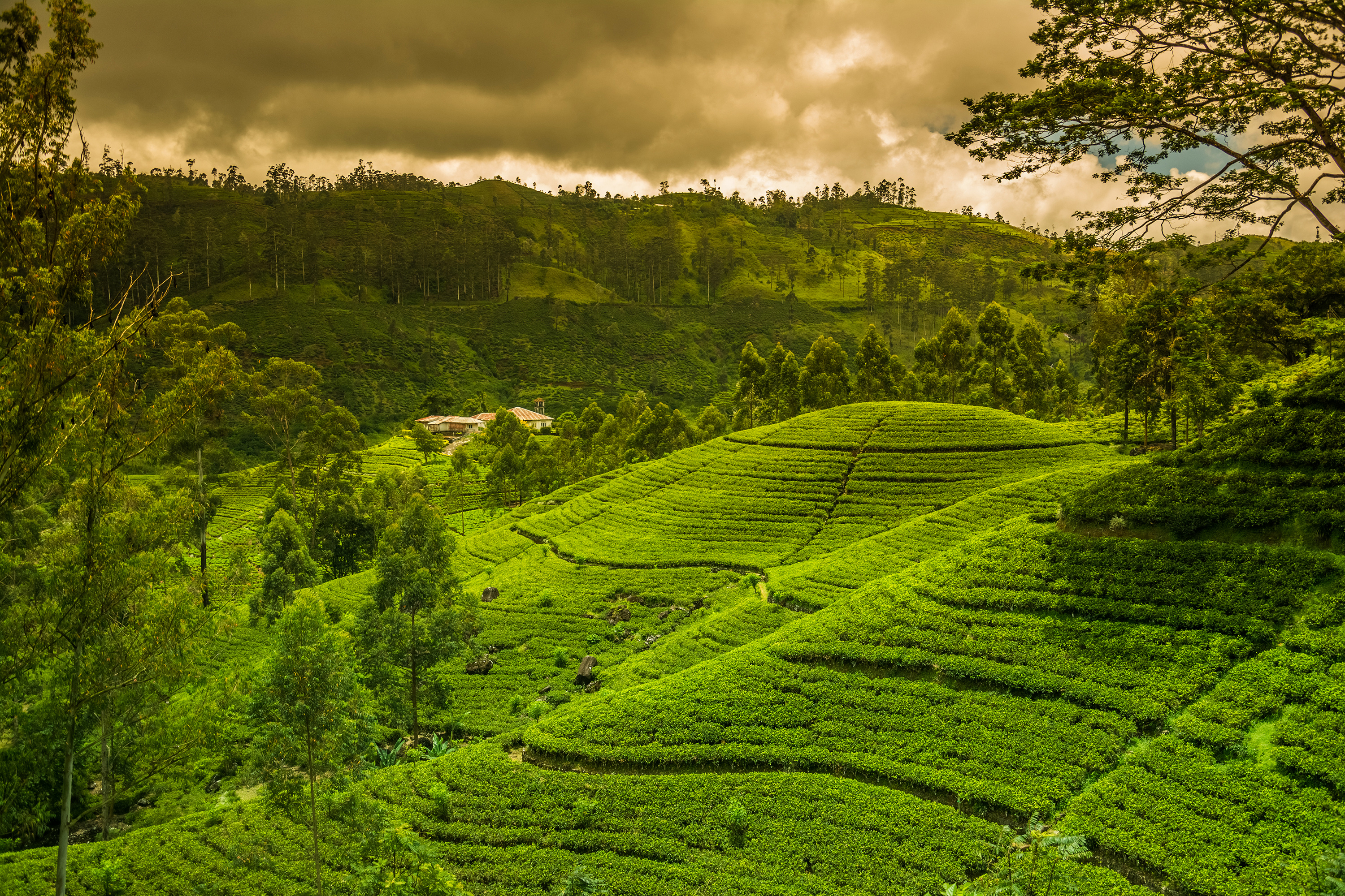 771671 скачать картинку сделано человеком, чайная плантация, зеленый, холм - обои и заставки бесплатно