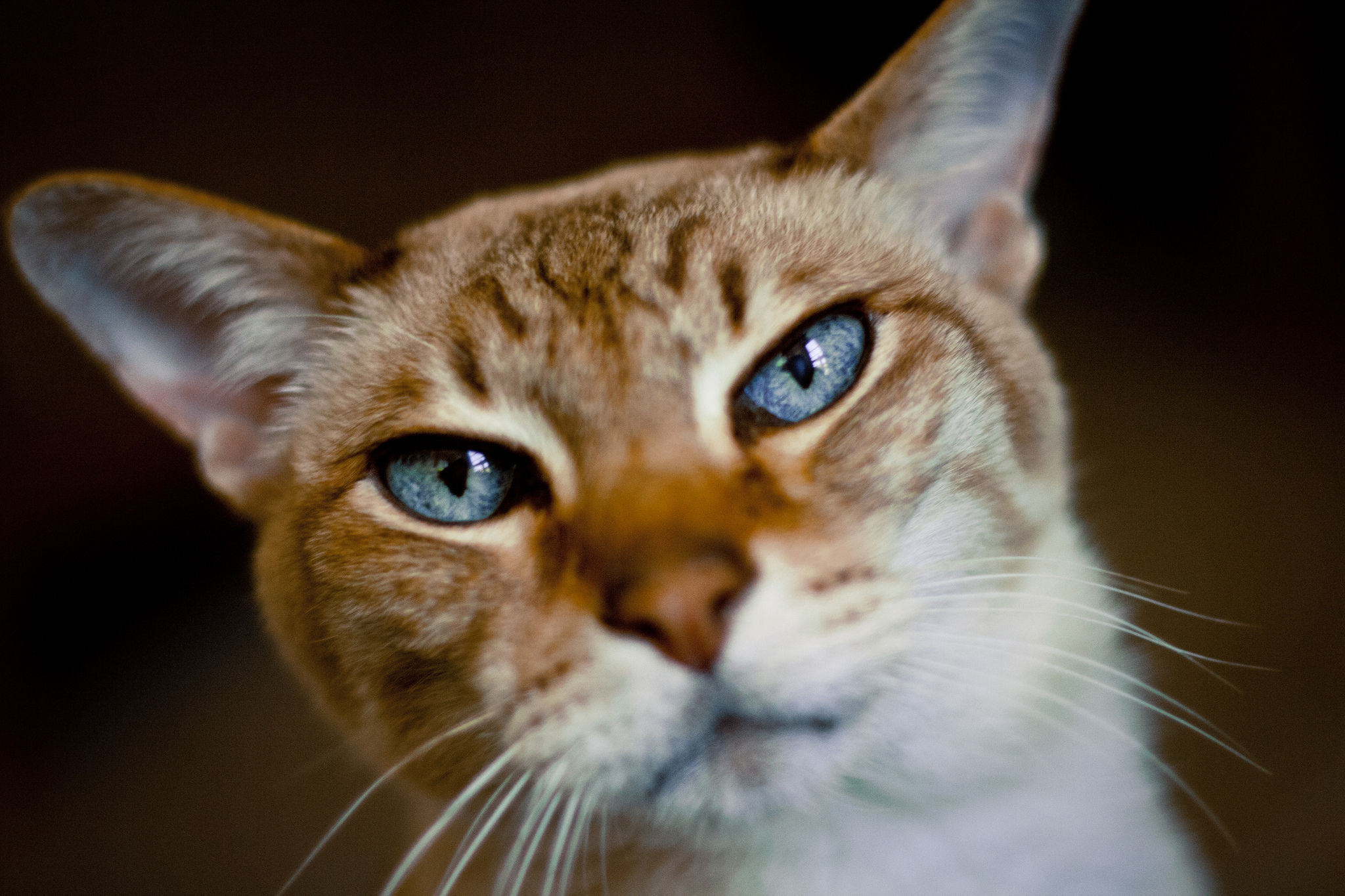 Baixe gratuitamente a imagem Animais, Gatos, Gato na área de trabalho do seu PC