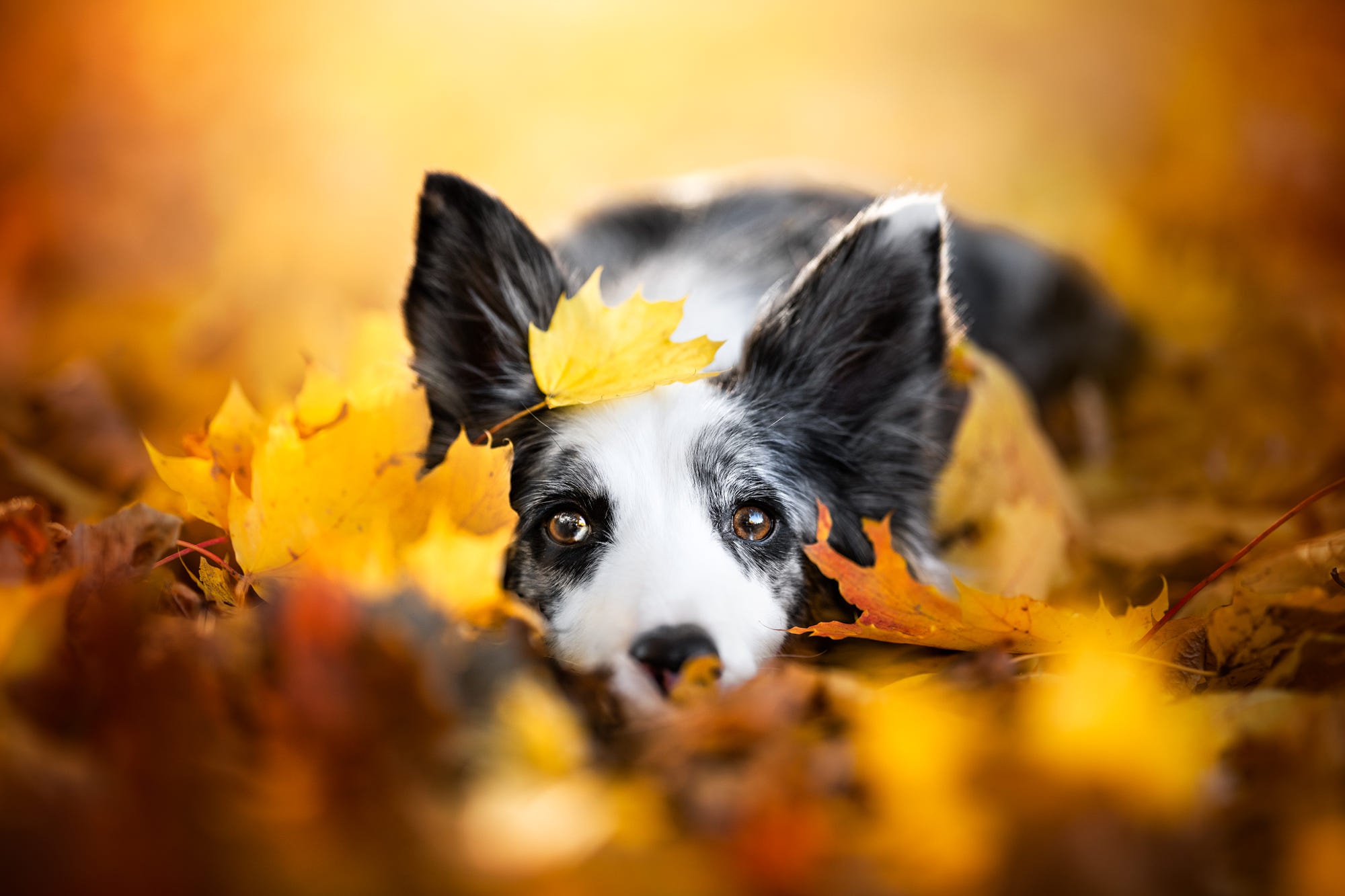 Download mobile wallpaper Dogs, Leaf, Fall, Animal, Border Collie for free.