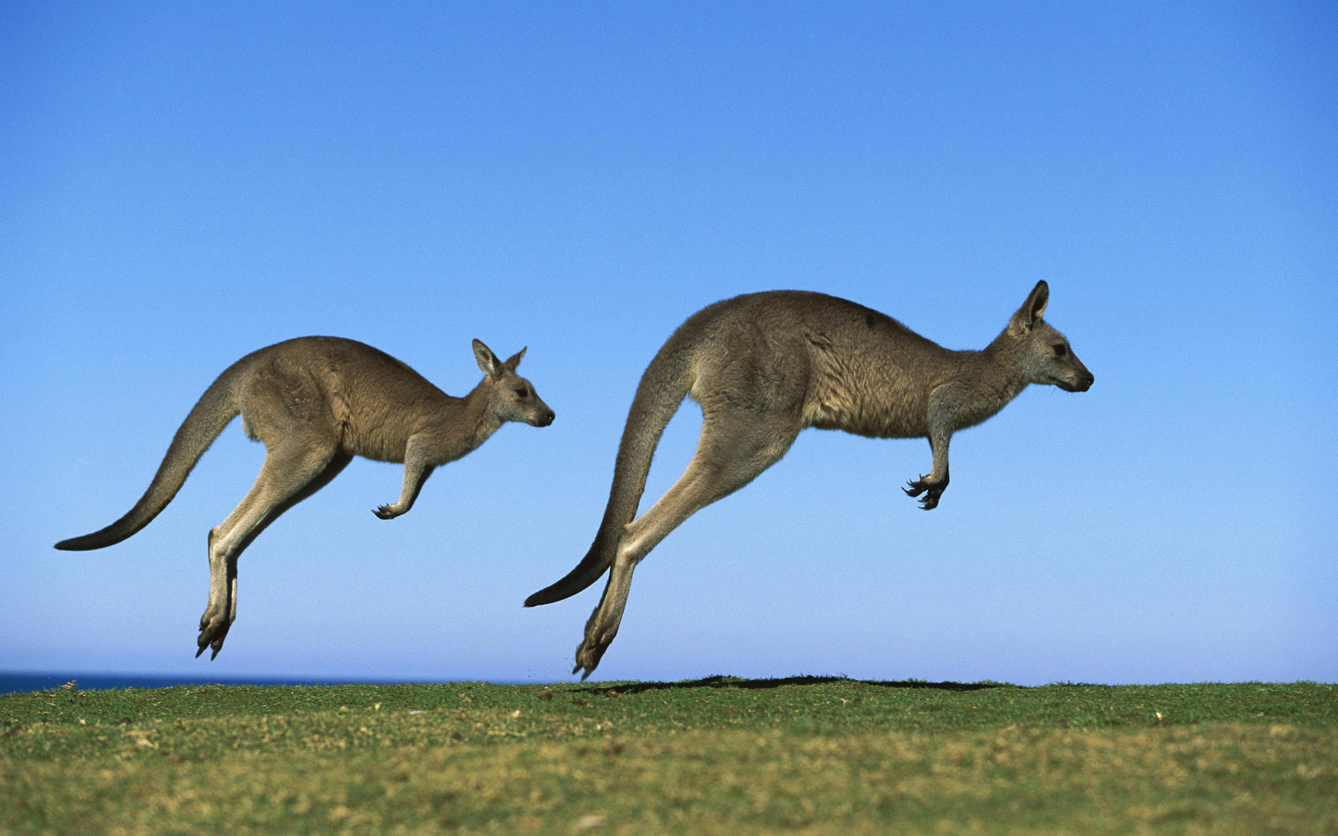 kangaroo, animal