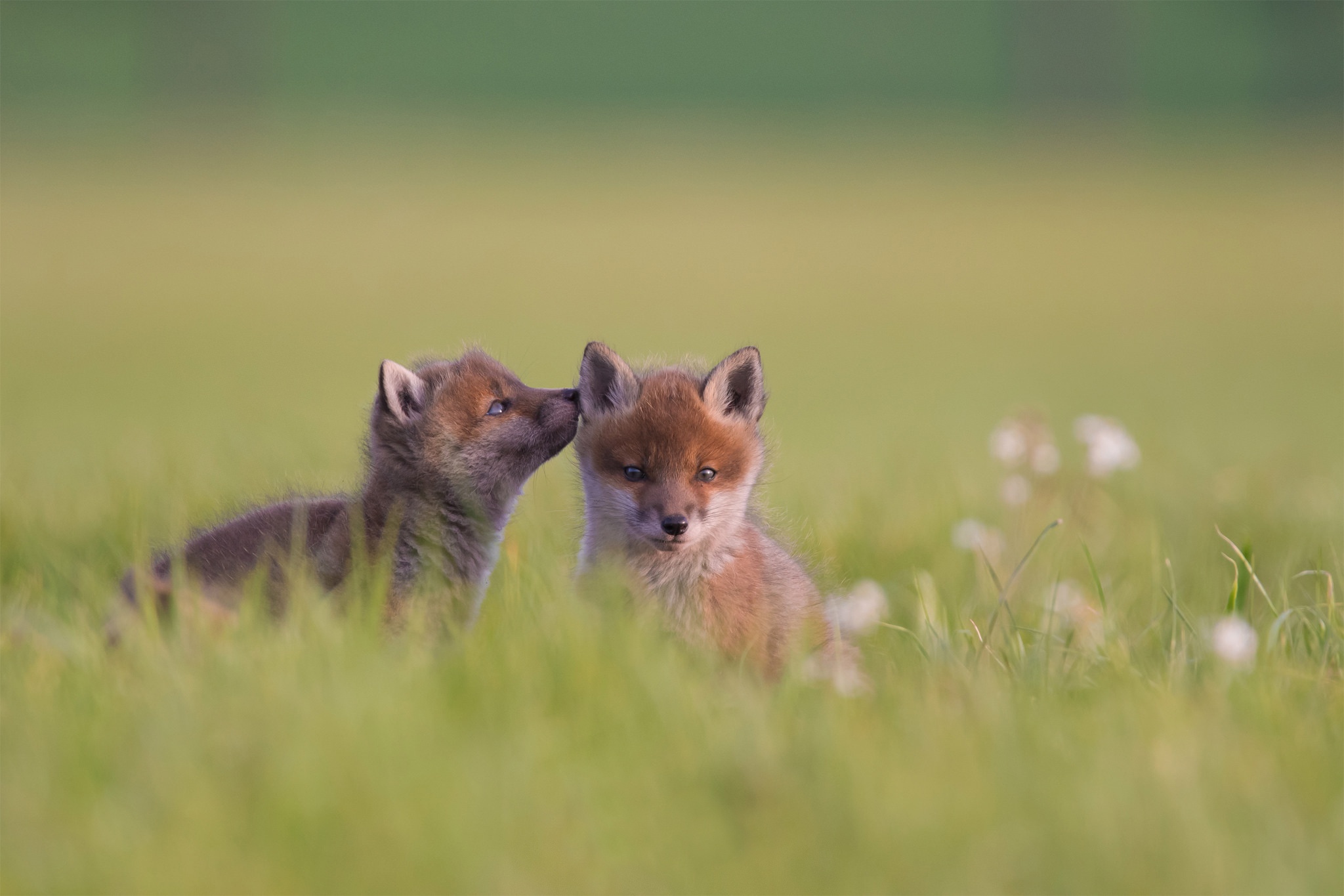 Handy-Wallpaper Tiere, Fuchs, Tierbaby, Jungtier kostenlos herunterladen.