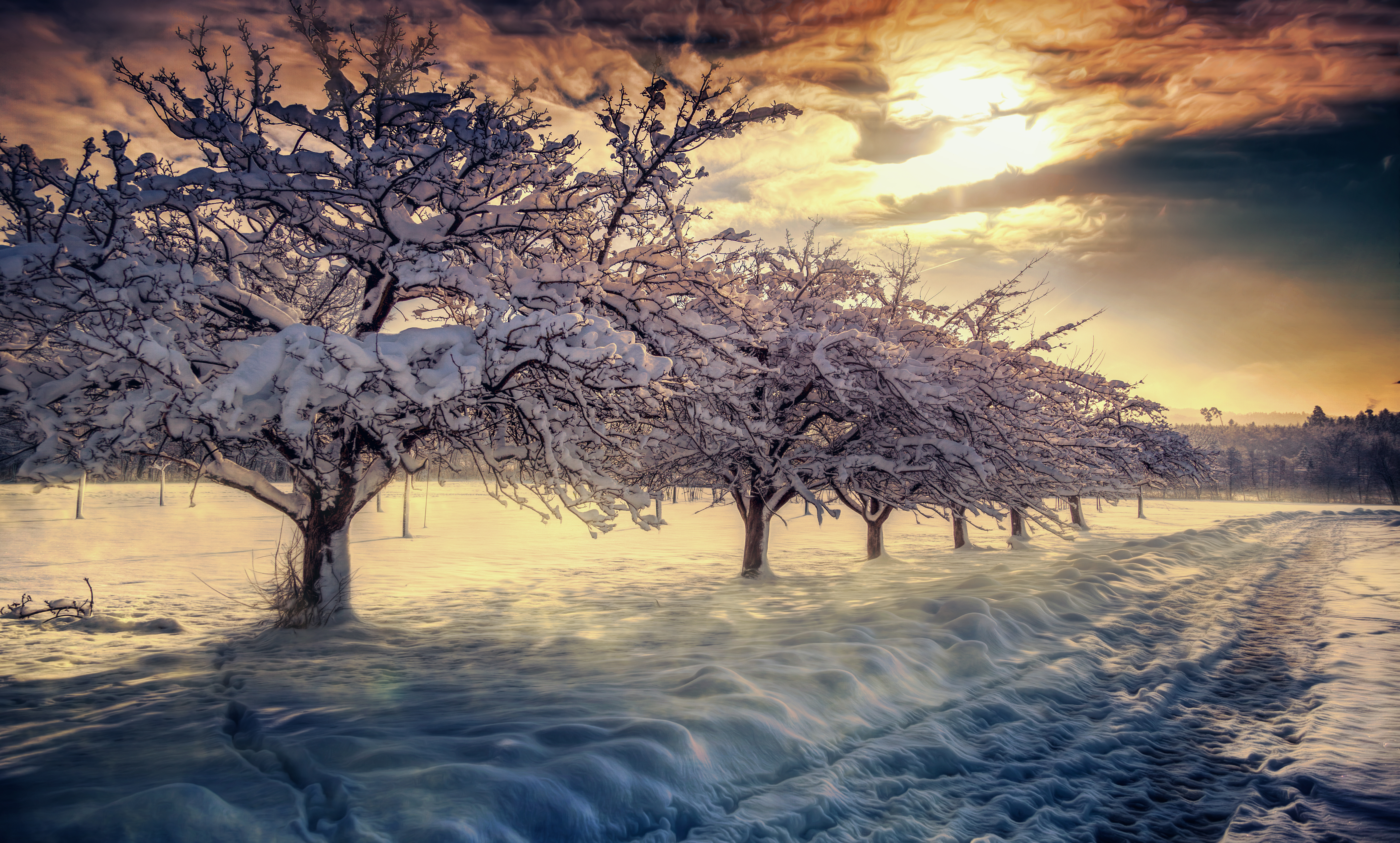 Laden Sie das Winter, Schnee, Park, Baum, Pfad, Erde/natur-Bild kostenlos auf Ihren PC-Desktop herunter